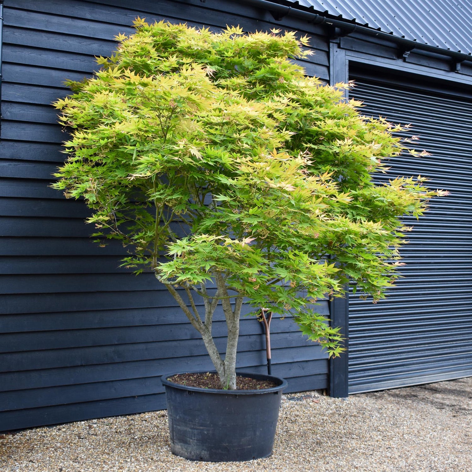 Acer palmatum 'Kogane Nishiki' | Japanese maple Golden Brocade - Specimen Tree - Height 300-320cm - 280lt