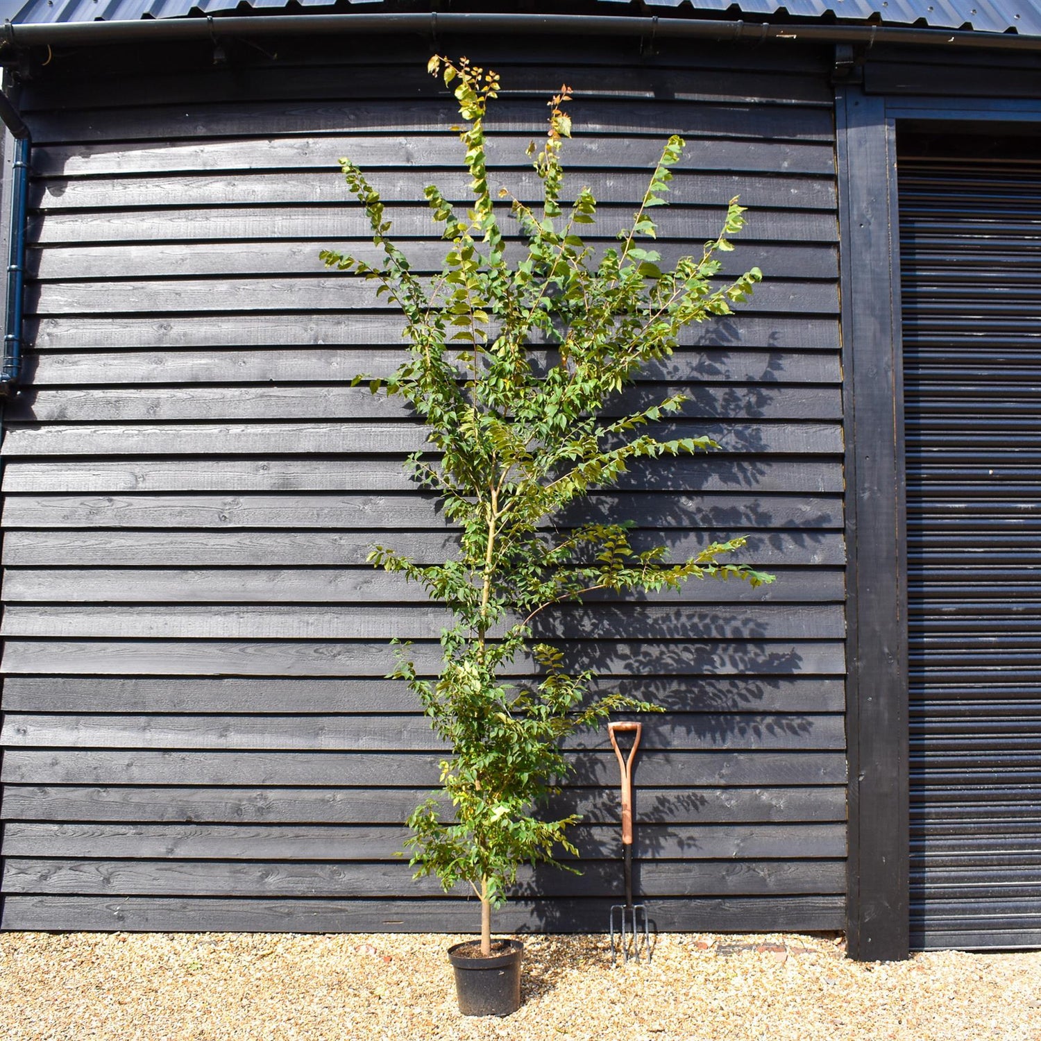 Zelkova Serrata - Feathered - Girth 10-14cm - Pot Grown - Height 150-220cm - 10lt