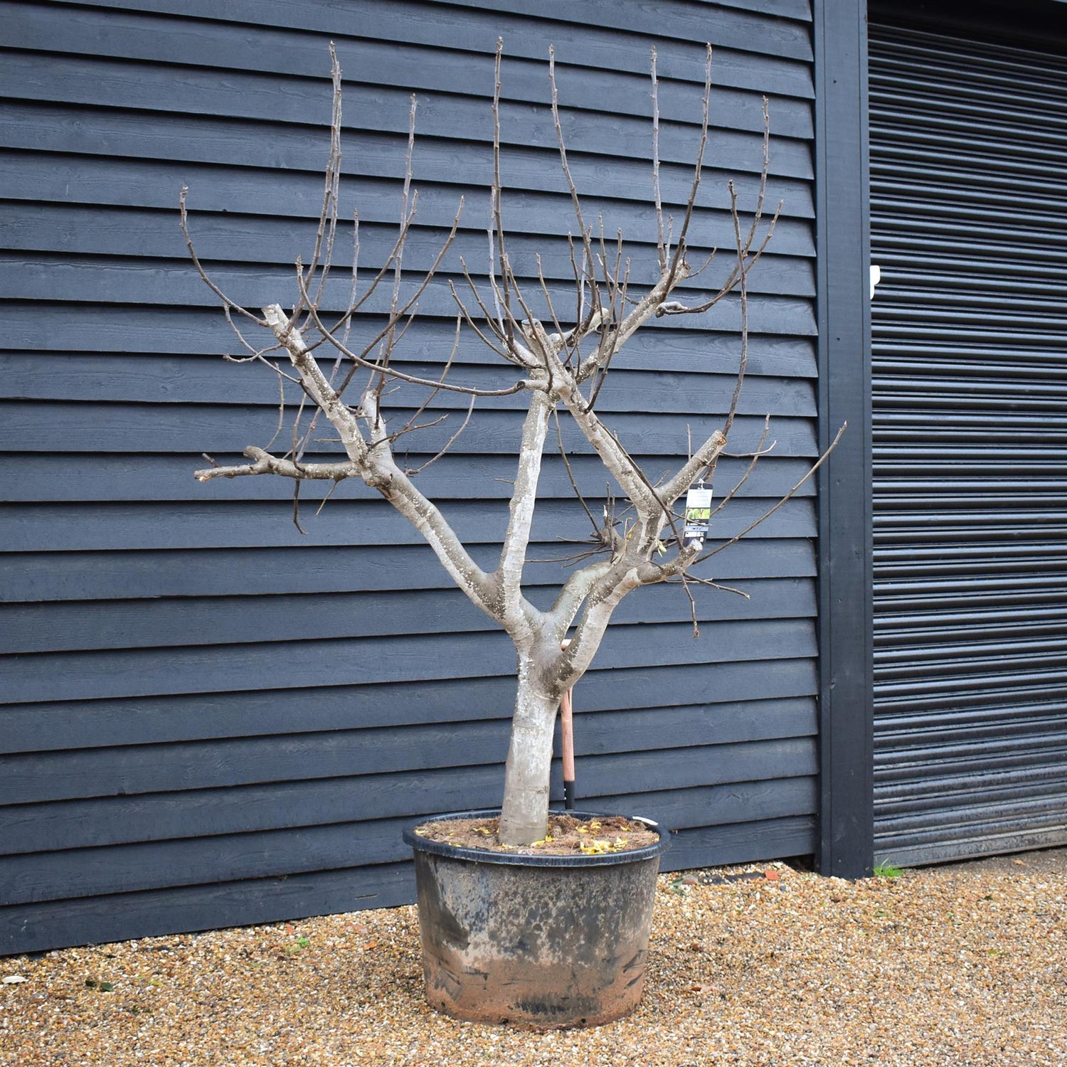 Fig - Ficus carica Specimen Tree 1A  - Clear Stem 40cm - Girth 38-40cm - Height 220-230cm - 160lt