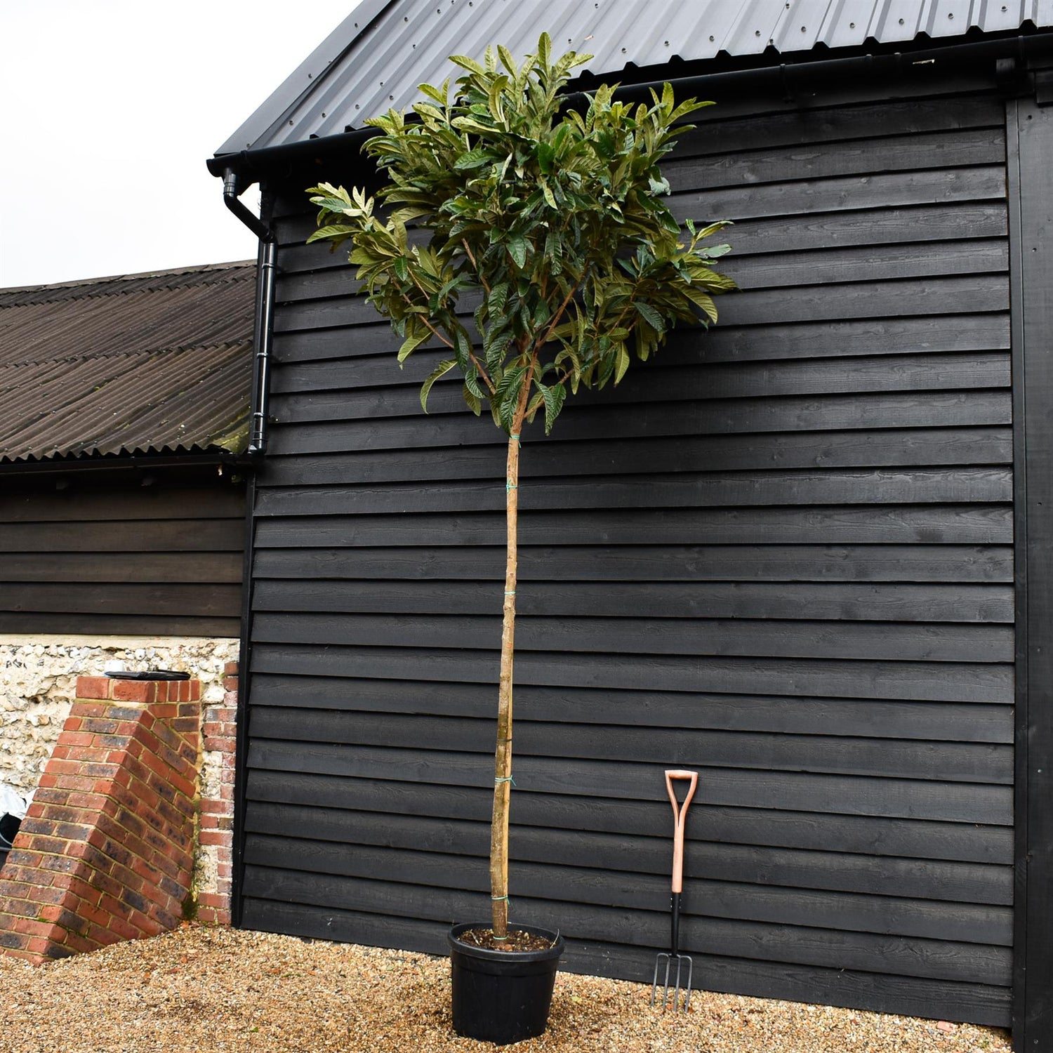 Loquat | Eriobotrya japonica Tree | Loquat Tree -  Clear Stem 200cm - Height 350-400cm - 45lt