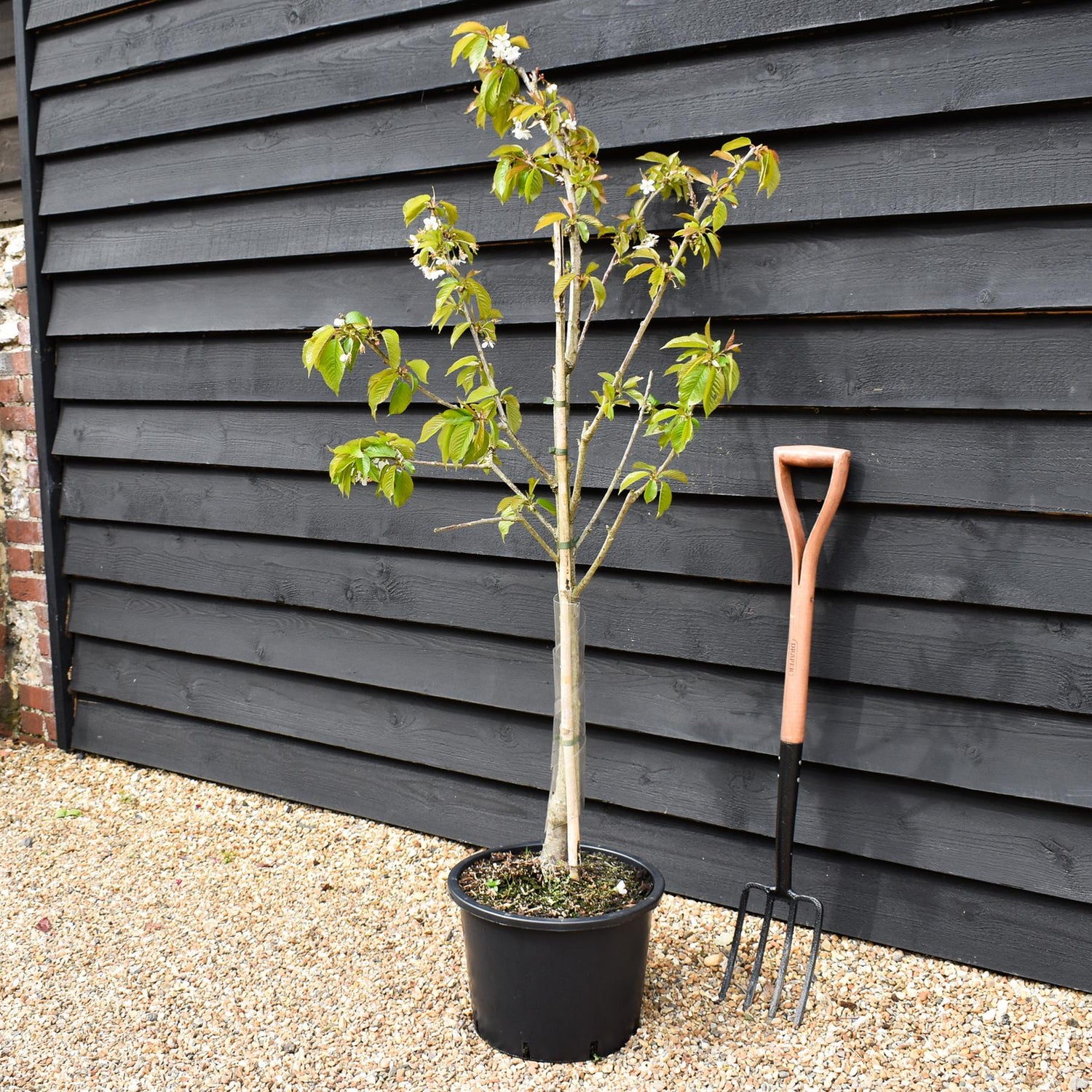 Cherry 'Stella' on Colt | Prunus avium - Semi-Dwarfing - Height 140-160cm - 20lt