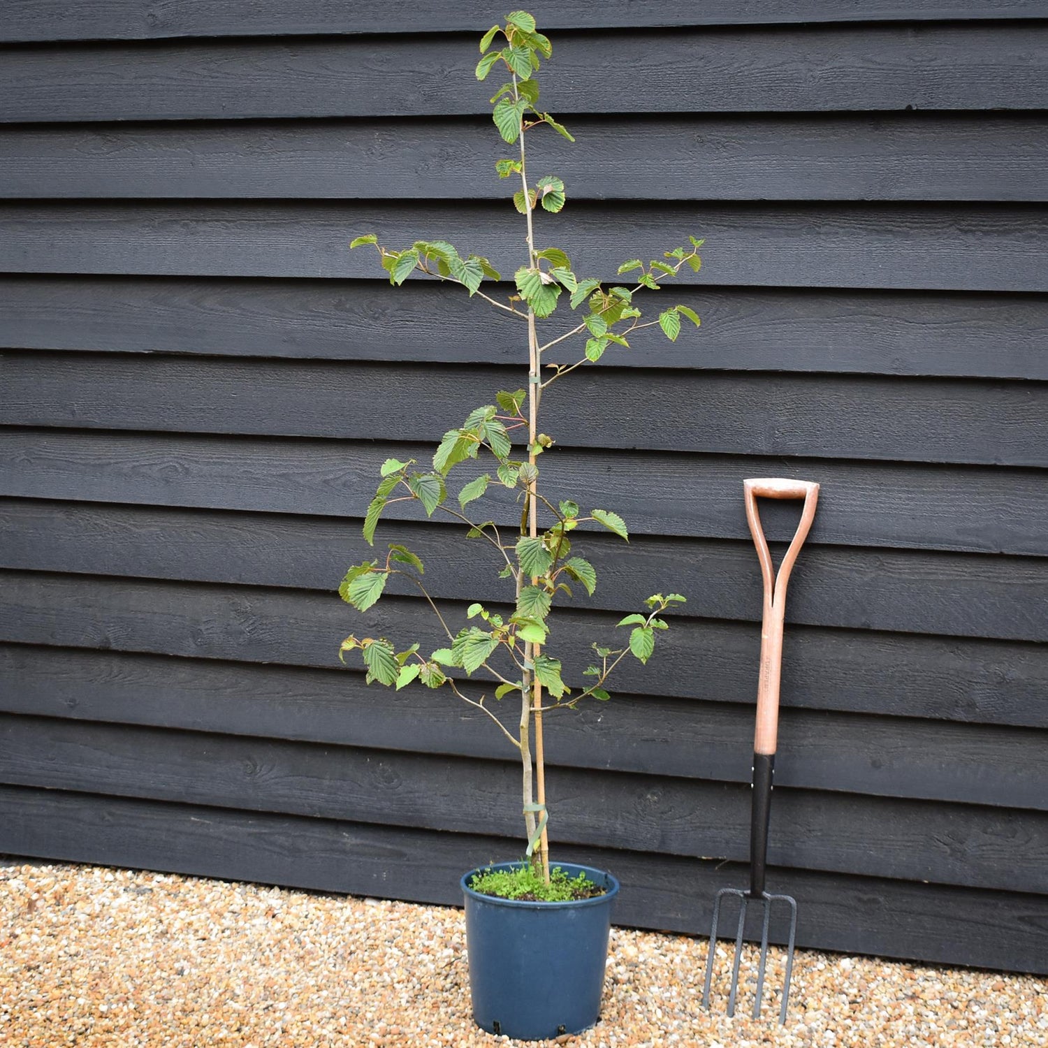 Davidia involucrata | Hankerchief Tree - Height 150-160cm - 12lt
