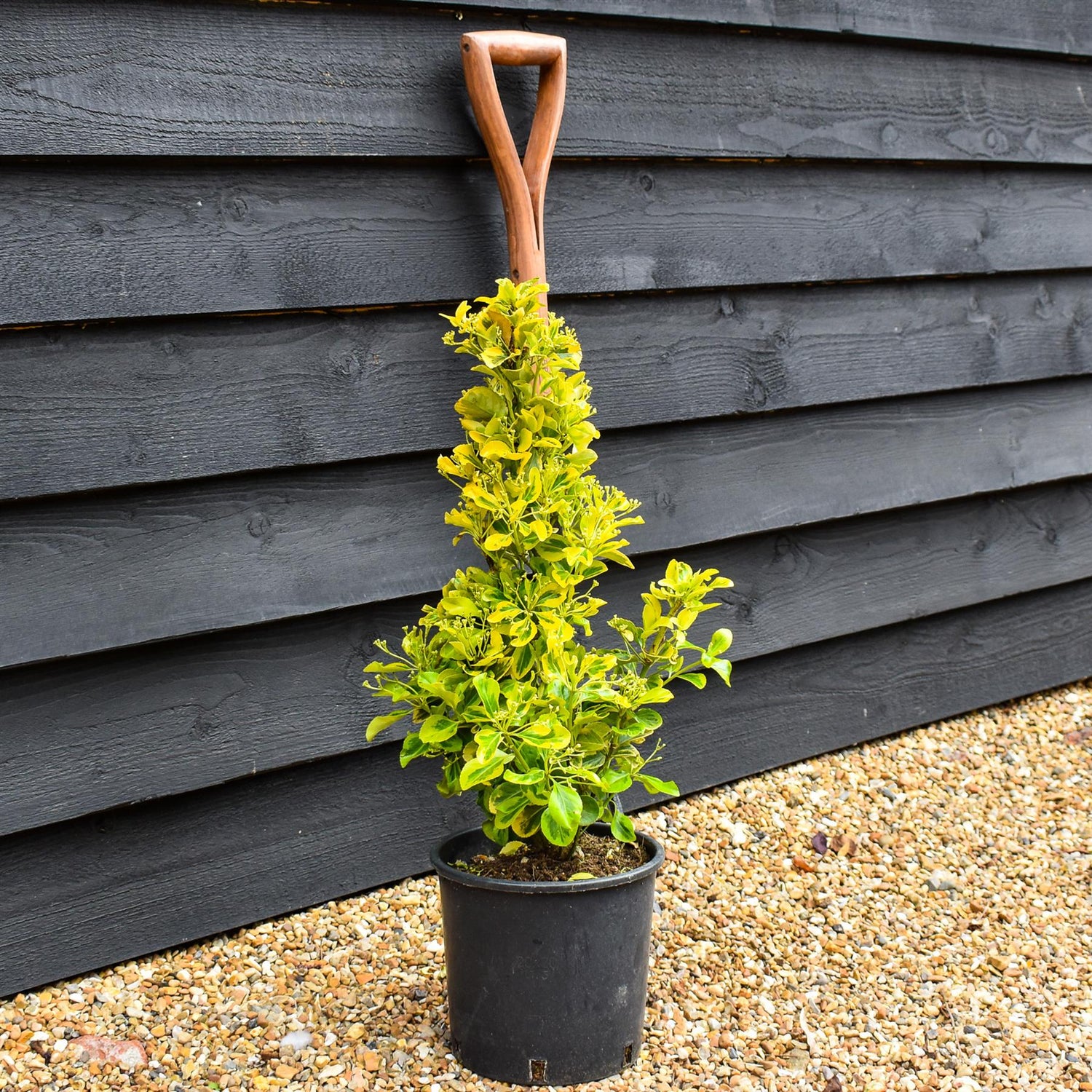 Euonymus japonicus 'Aureus' - Height 40-60cm - 3lt