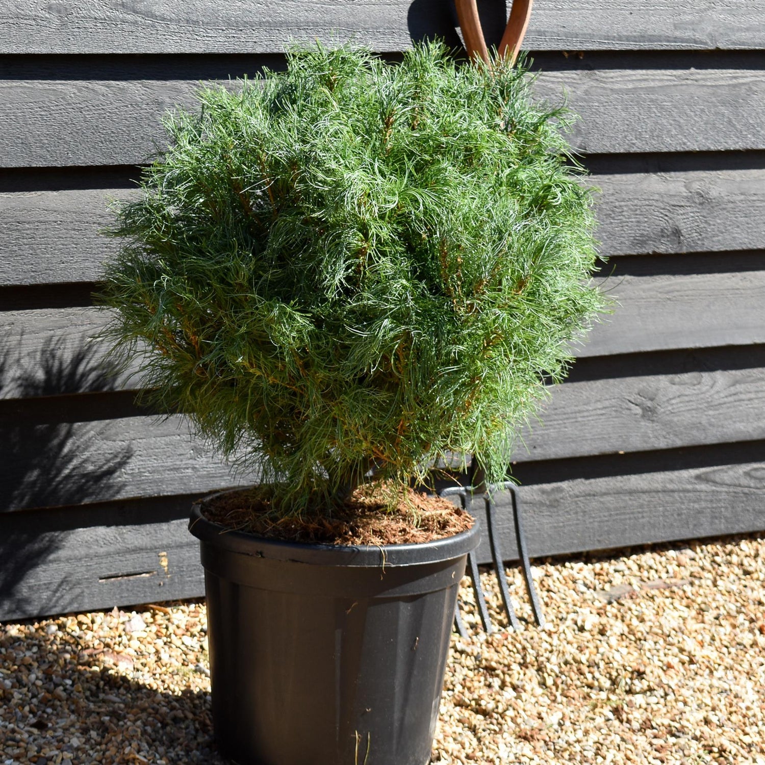 Pinus strobus 'Squiggles' - Bushy - Height 50cm - 20lt