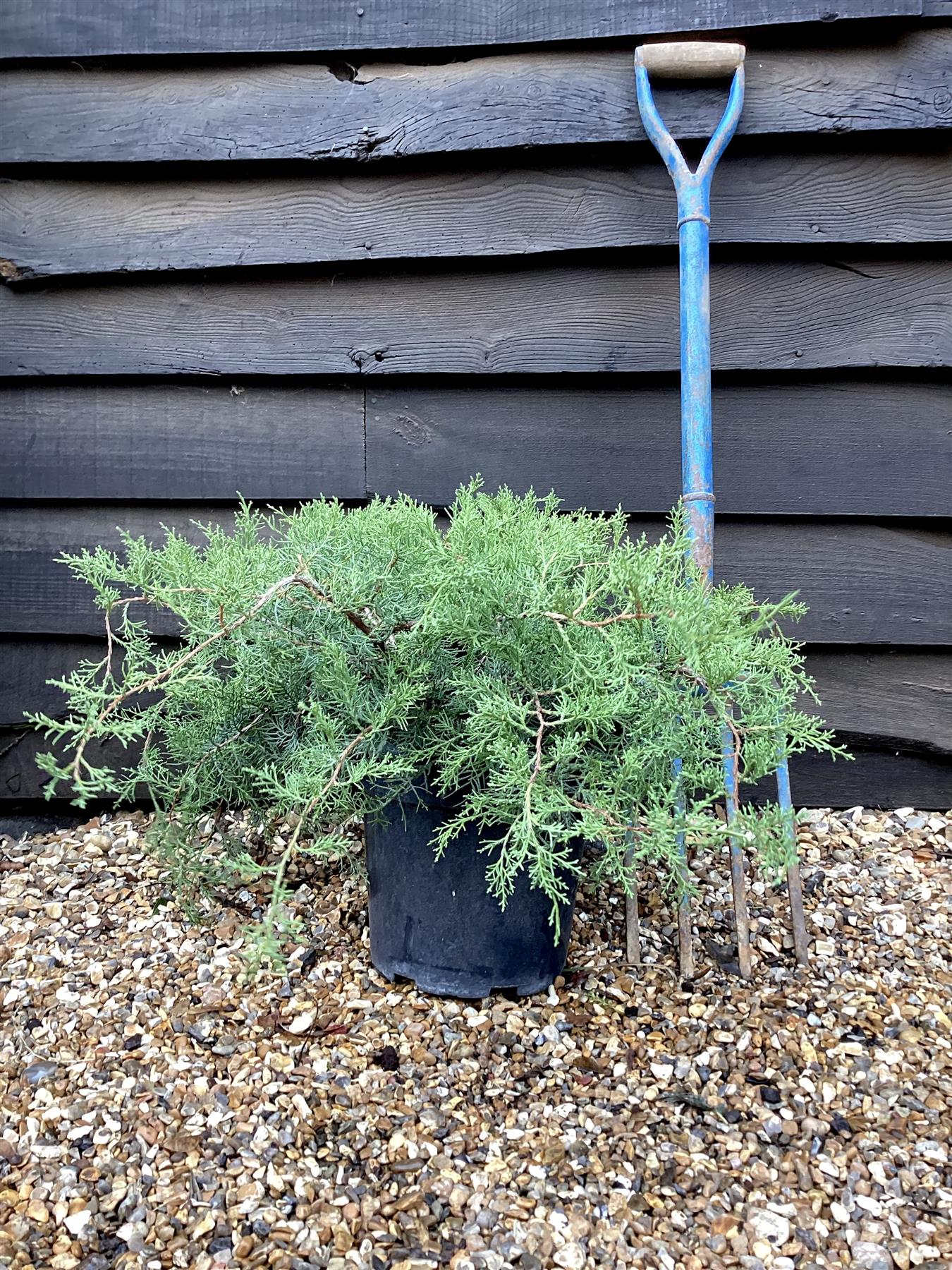 Juniperus 'Grey Owl' - 20/40cm, 10lt