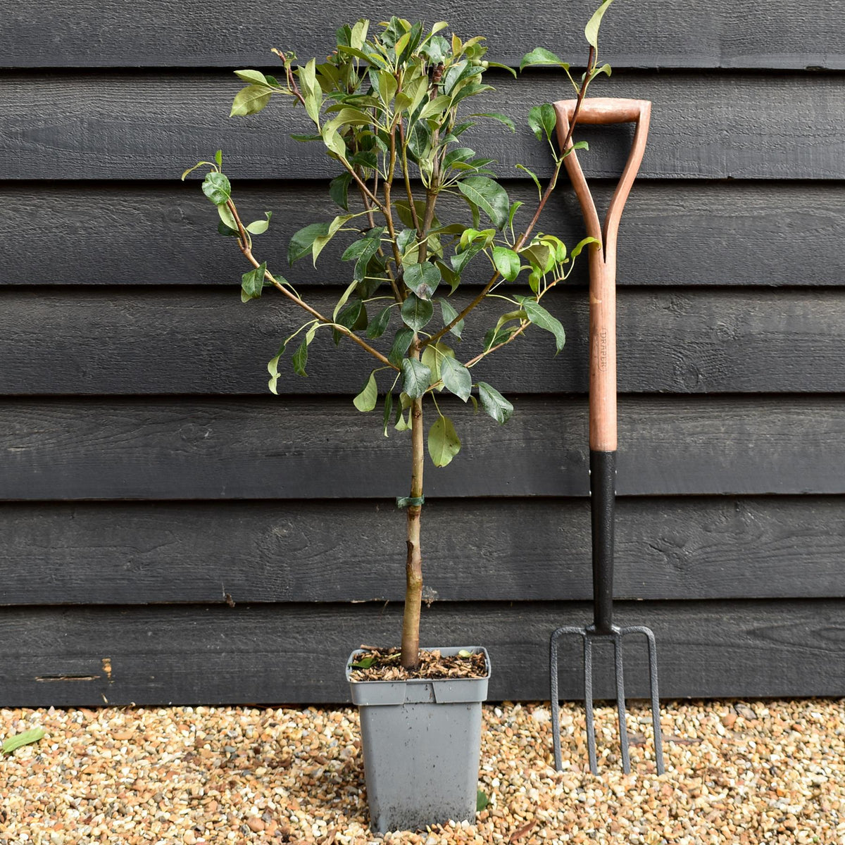 Apple tree 'Granny Smith' | Malus Domestica - Patio Rootstock - Height 80-100cm - 7lt