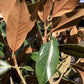 Magnolia grandiflora 'Galissonniere' | Southern magnolia 'Galissonniere' Girth 12-14cm - Height - 370-400cm - 70lt