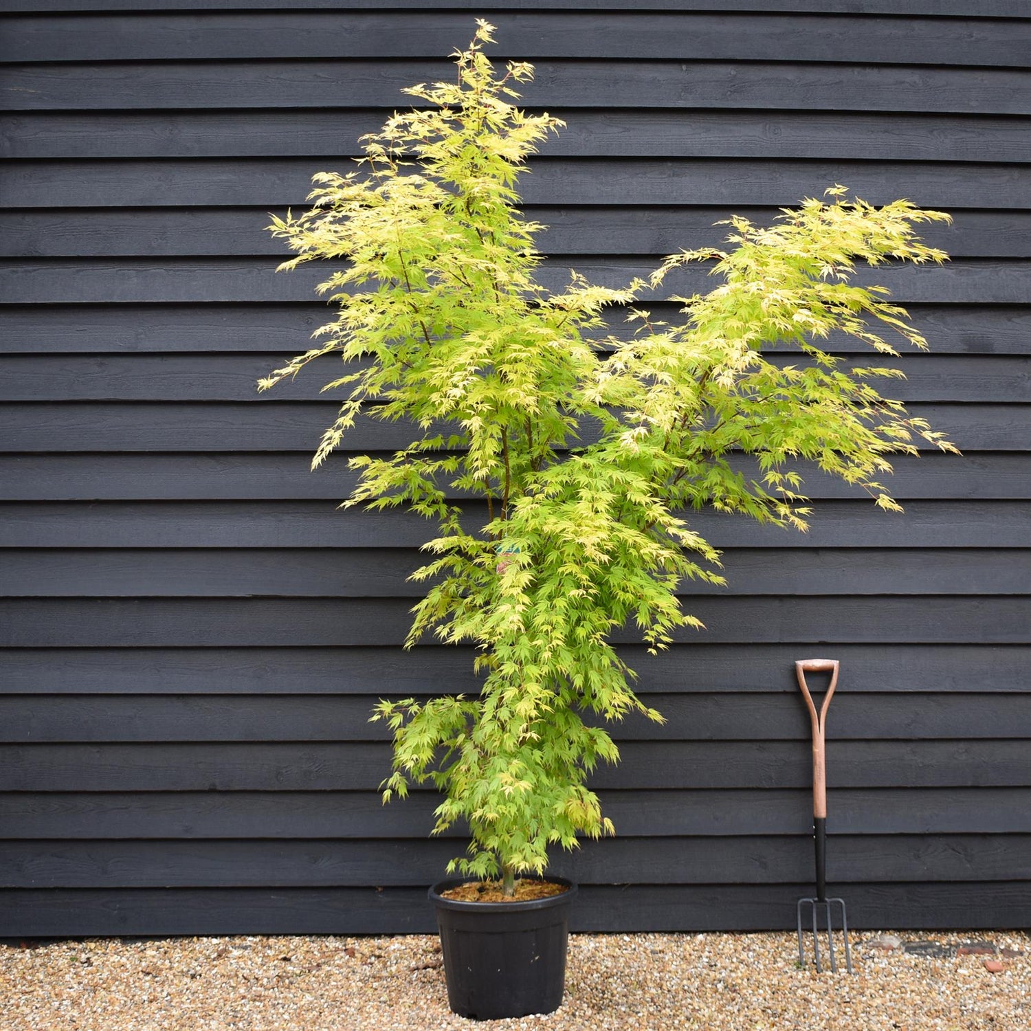 Japanese Maple | Acer palmatum 'Orange Lace' - Bushy - Height 180-190cm - 35lt