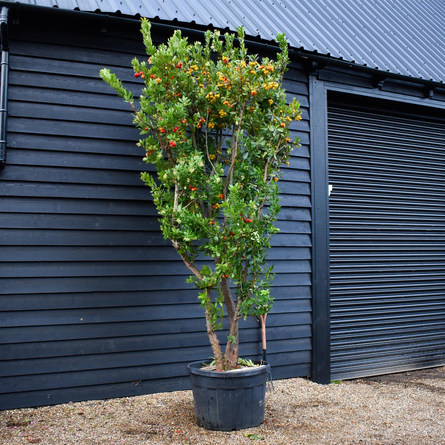 Arbutus Unedo | Strawberry Tree - Multistem - Height 310-320 - 180lt