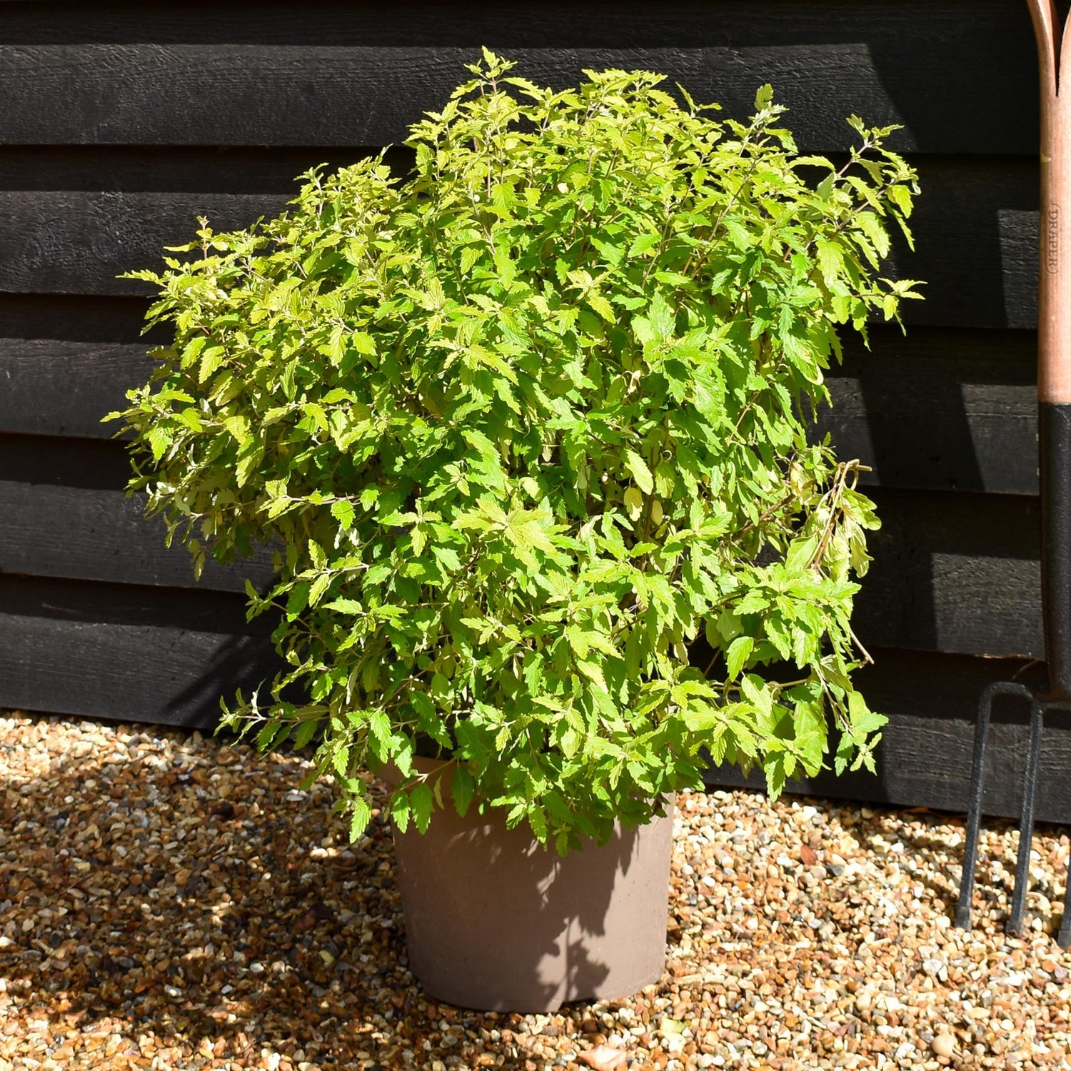Caryopteris x clandonensis 'Summer Sorbet' | Summer Sorbet 20-50cm - 10lt