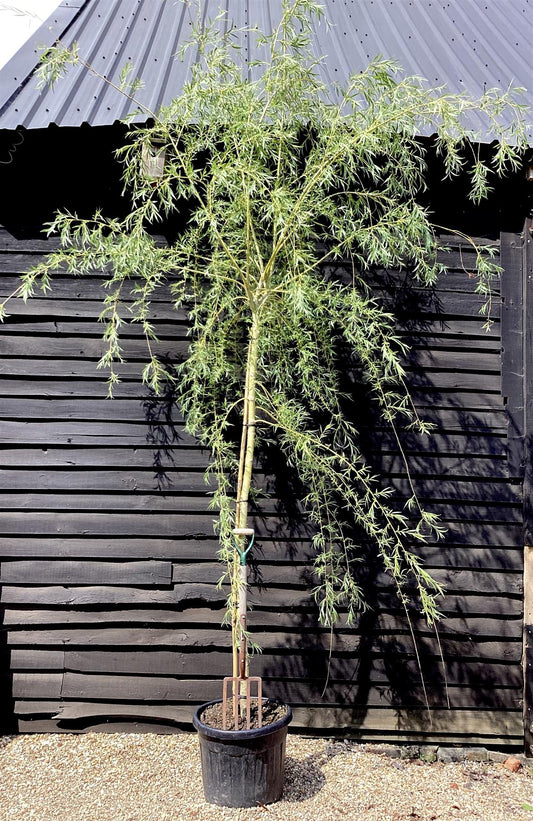 Salix Babylonica | Weeping Willow - Girth 14-16cm - 450-500cm - 90lt