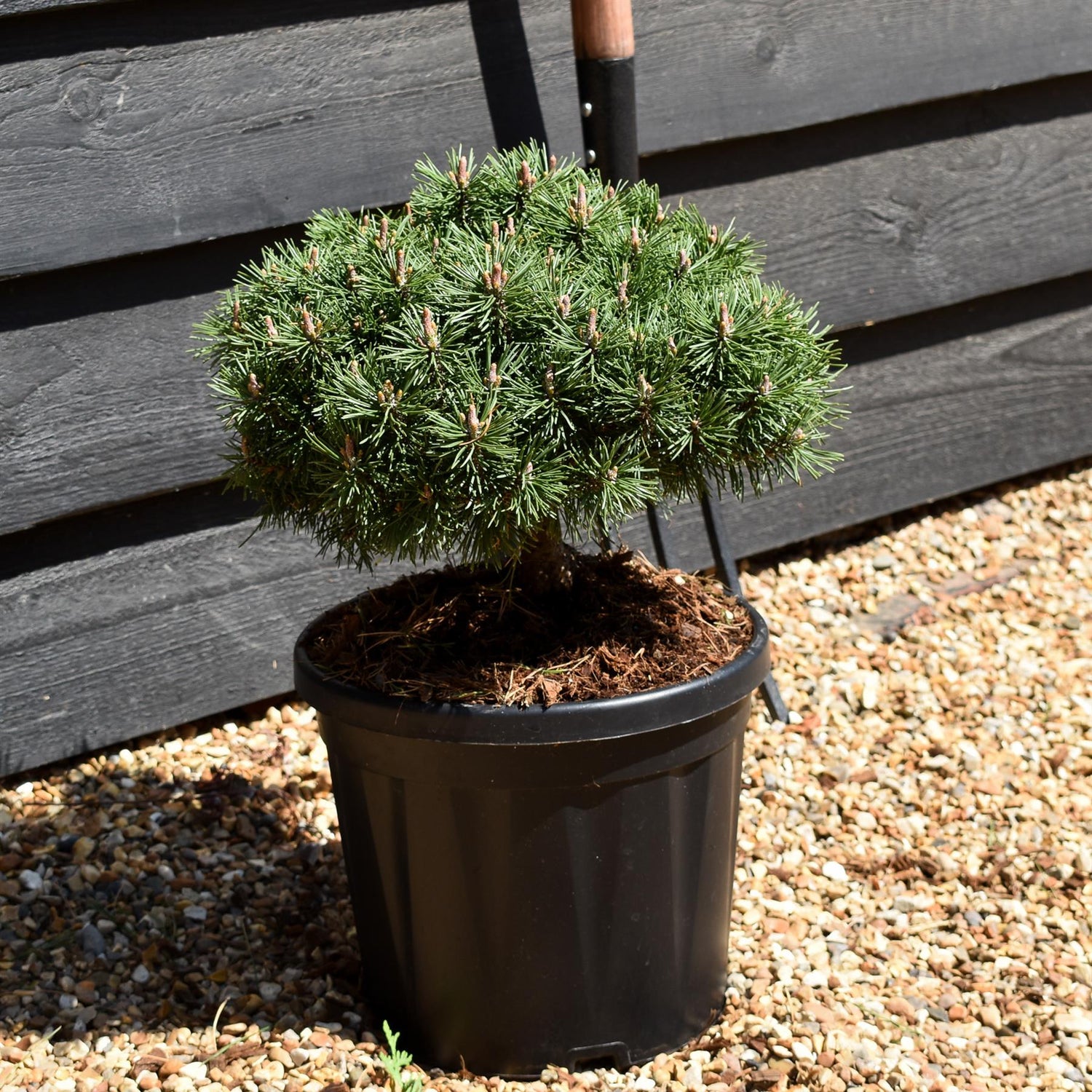 Pinus Mugo 'Mops' | Dwarf mountain pine - Height 20-25cm - 8lt