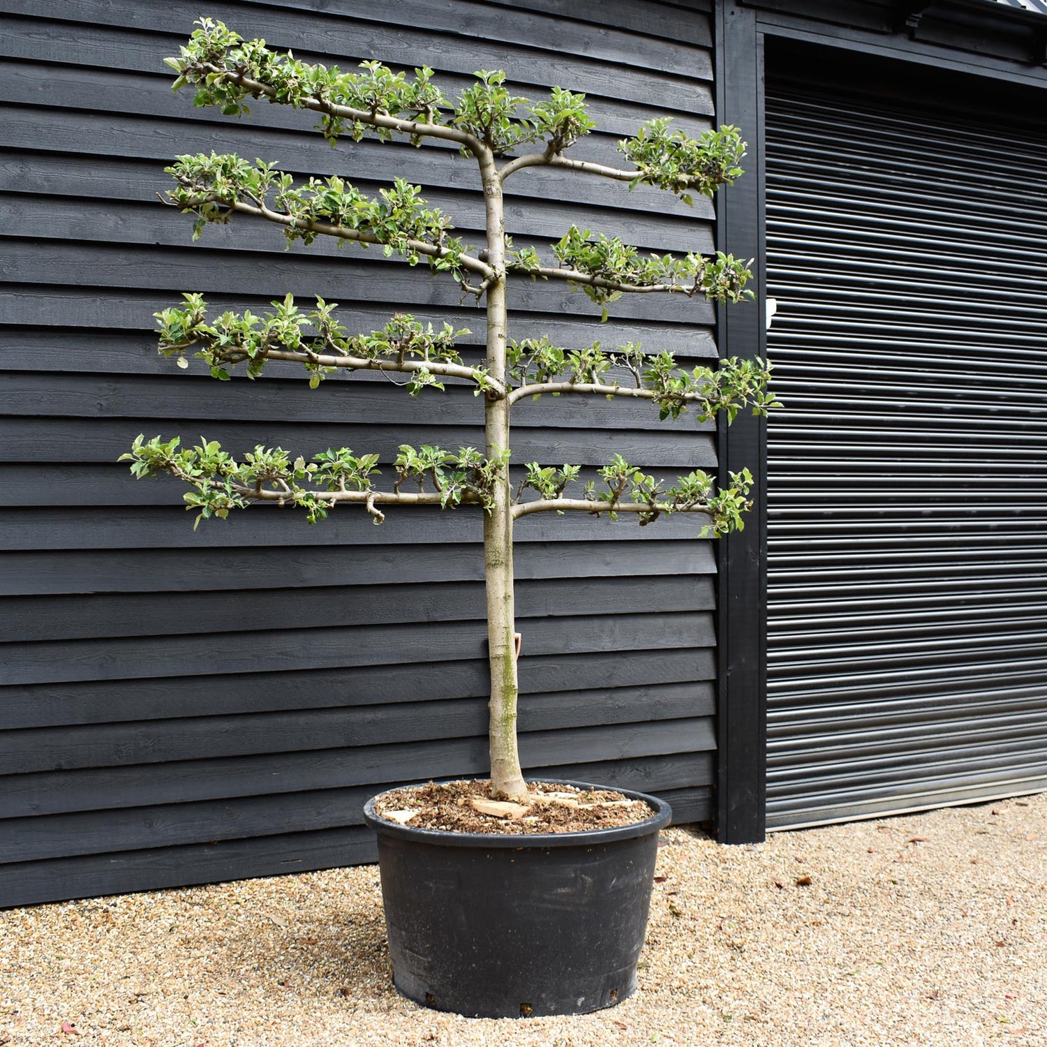 Malus Communis - Espalier - Apple Tree - 4 Branches - Height 280-290cm - Width 225-235cm - 230lt
