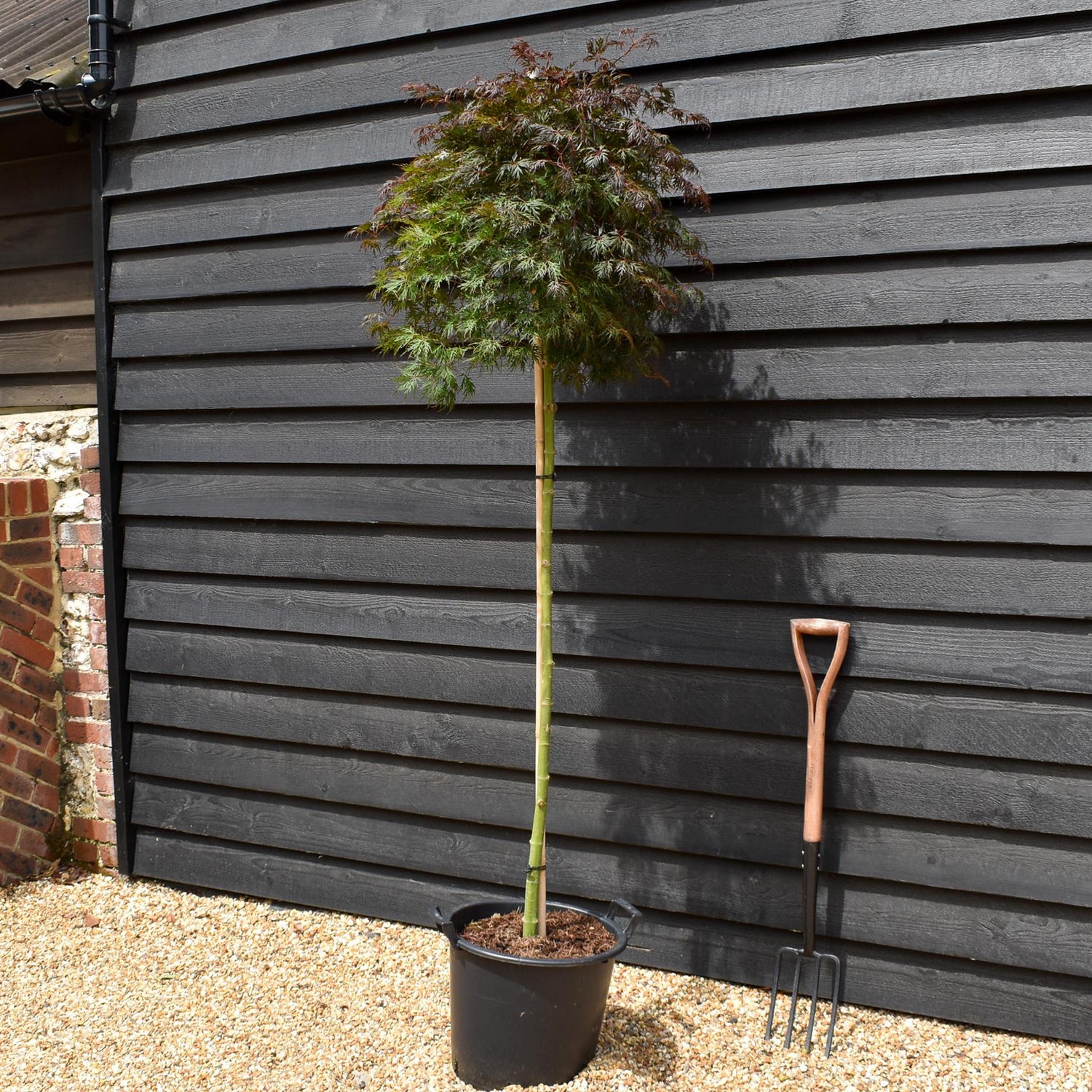 Japanese maple 'Orange Dream' | Acer palmatum -Three Quarter Standard - Clear Stem 160cm - Height 180-190cm - 30lt