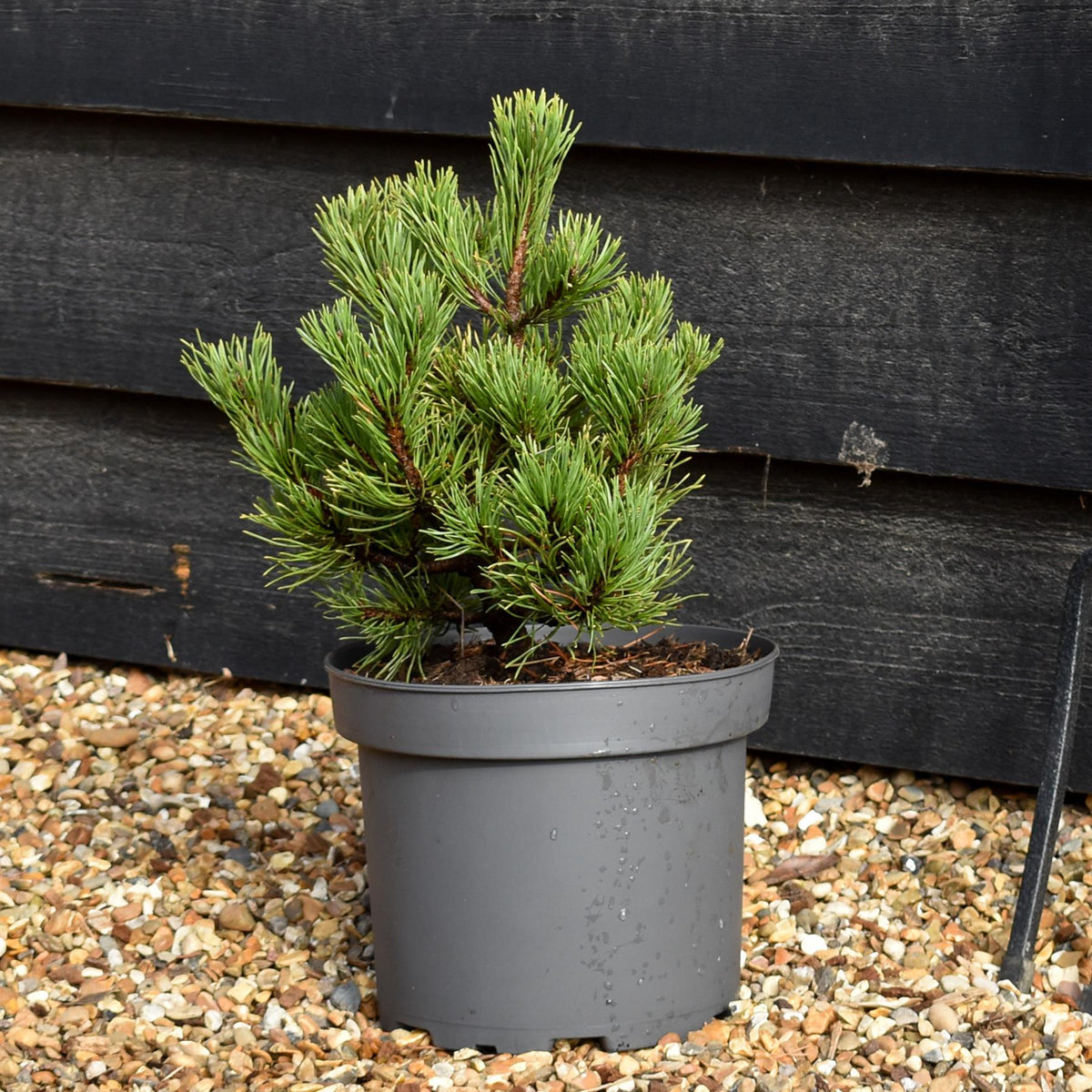 Pinus mugo 'Grune Welle' - Height 25-30cm - Width 20-25cm - 5lt