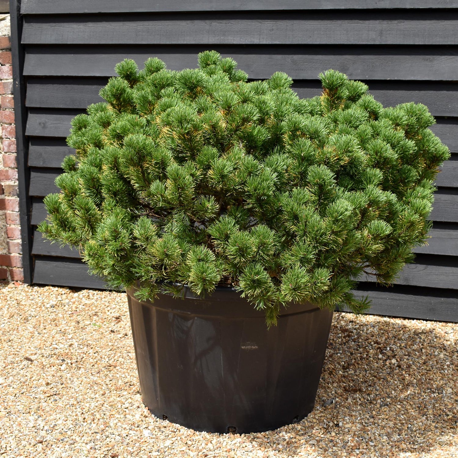 Pinus mugo 'Wintergold' - Height 80cm - Width 140-150cm - 230lt