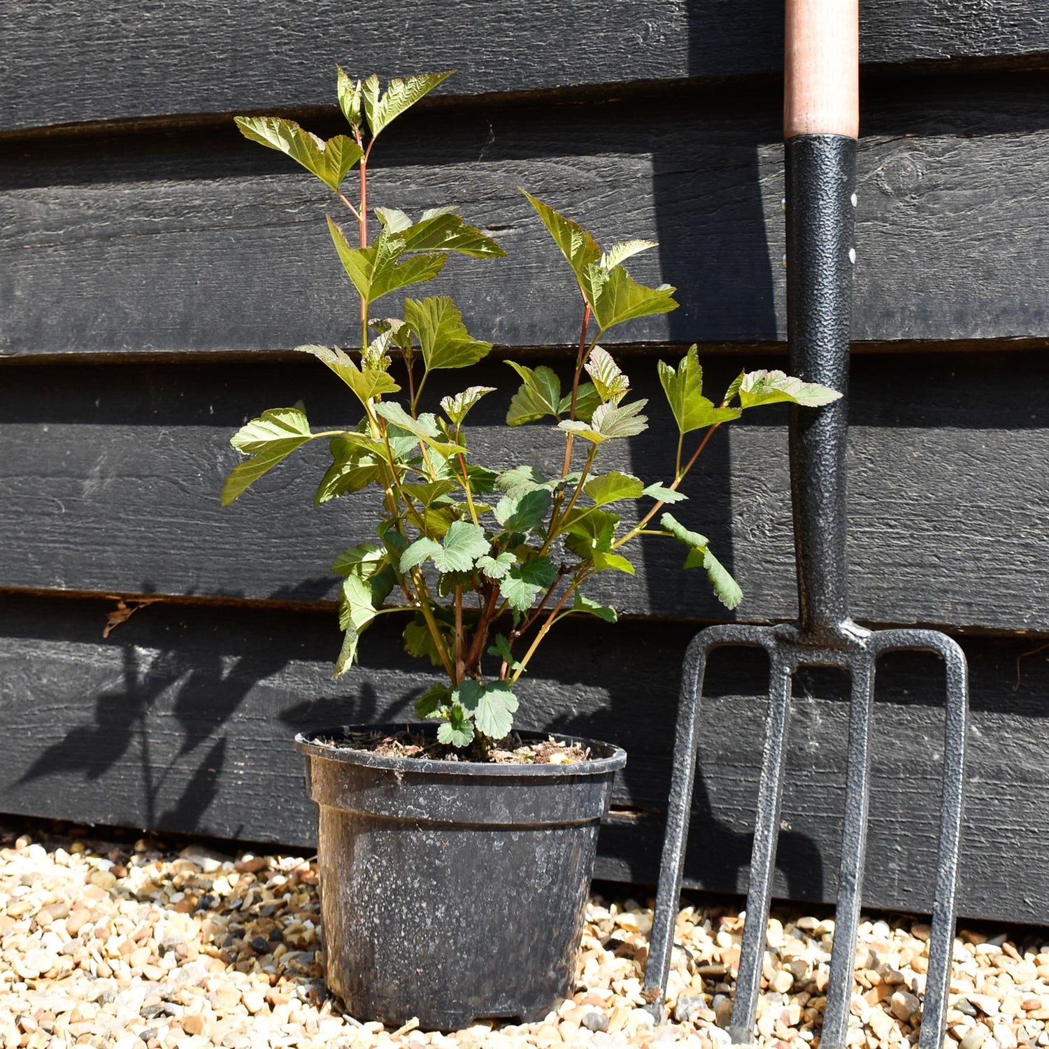 Cornus alba ' 'Nightfall'' | Dogwood - Shrub - Height 20-30cm - 2lt