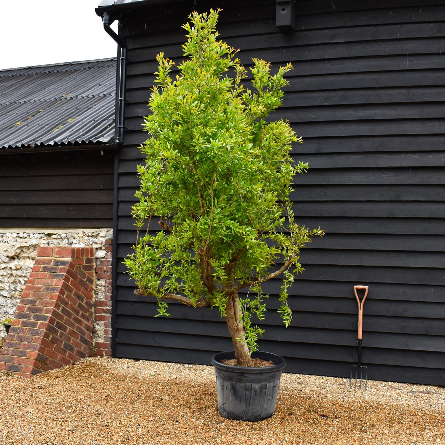 Punica granatum - Pomegranate - Girth 38-40cm - Height 200-220cm - 70lt