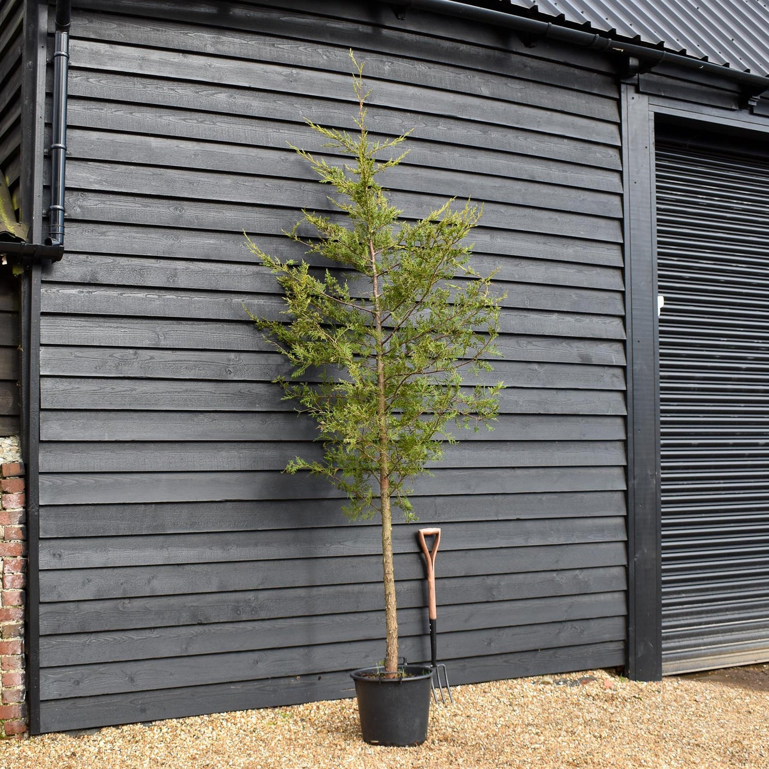 Cupressocyparis leylandii 'Castlewellan Gold' - Clear Stem - Height 250-300cm - 30lt