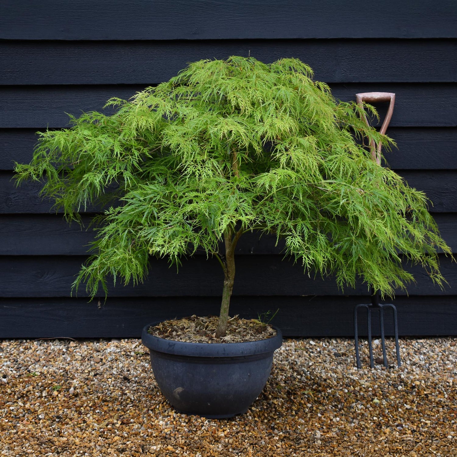 Acer palmatum dissectum | laceleaf Japanese maple -  Bowl - Clear Stem 30cm - Height 80-90cm - 40lt