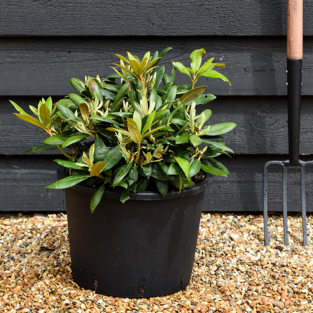Rhododendron Yakushimanum  'Polaris' - Shrub - Height 20-30cm - 20lt