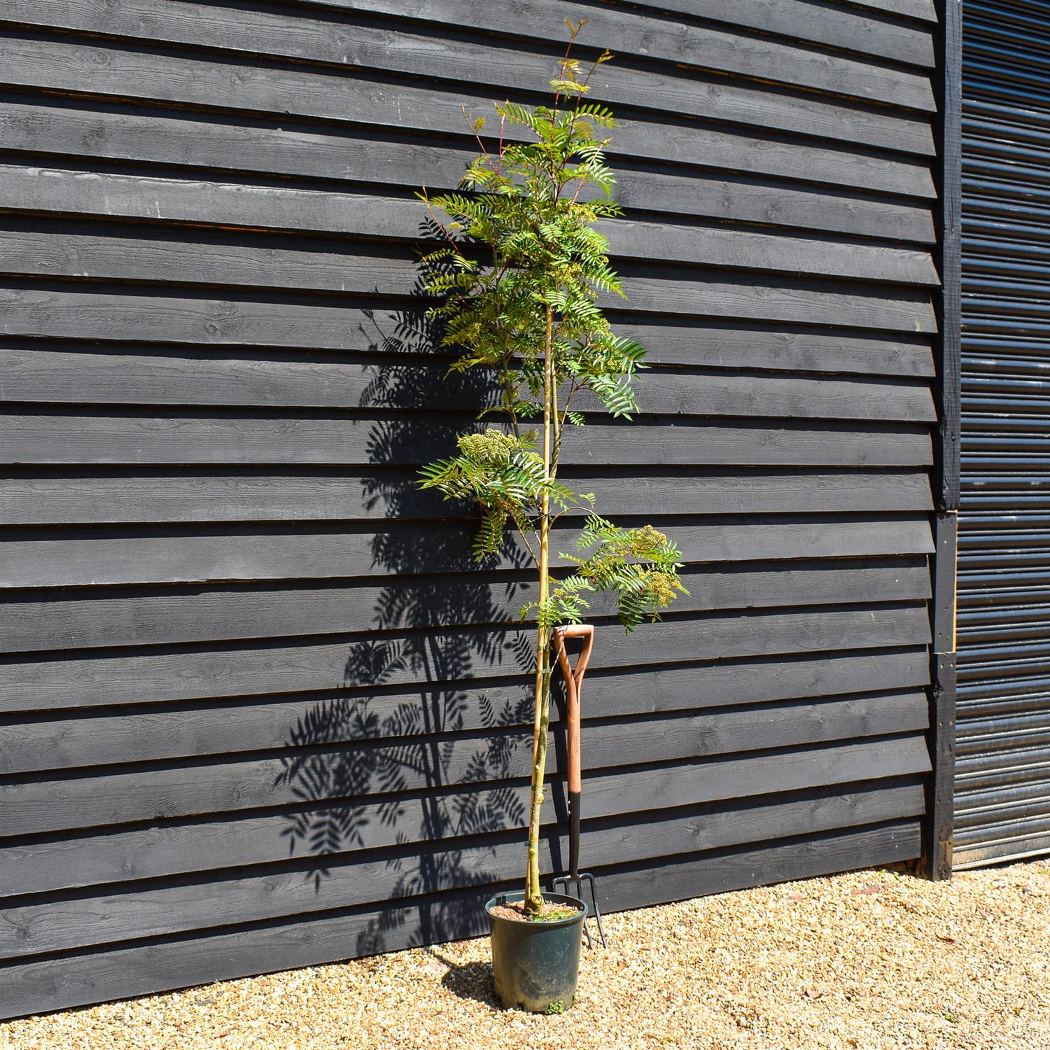 Sorbus vilmorinii | Vilmorin's Rowan - Height 170-200cm, 10lt