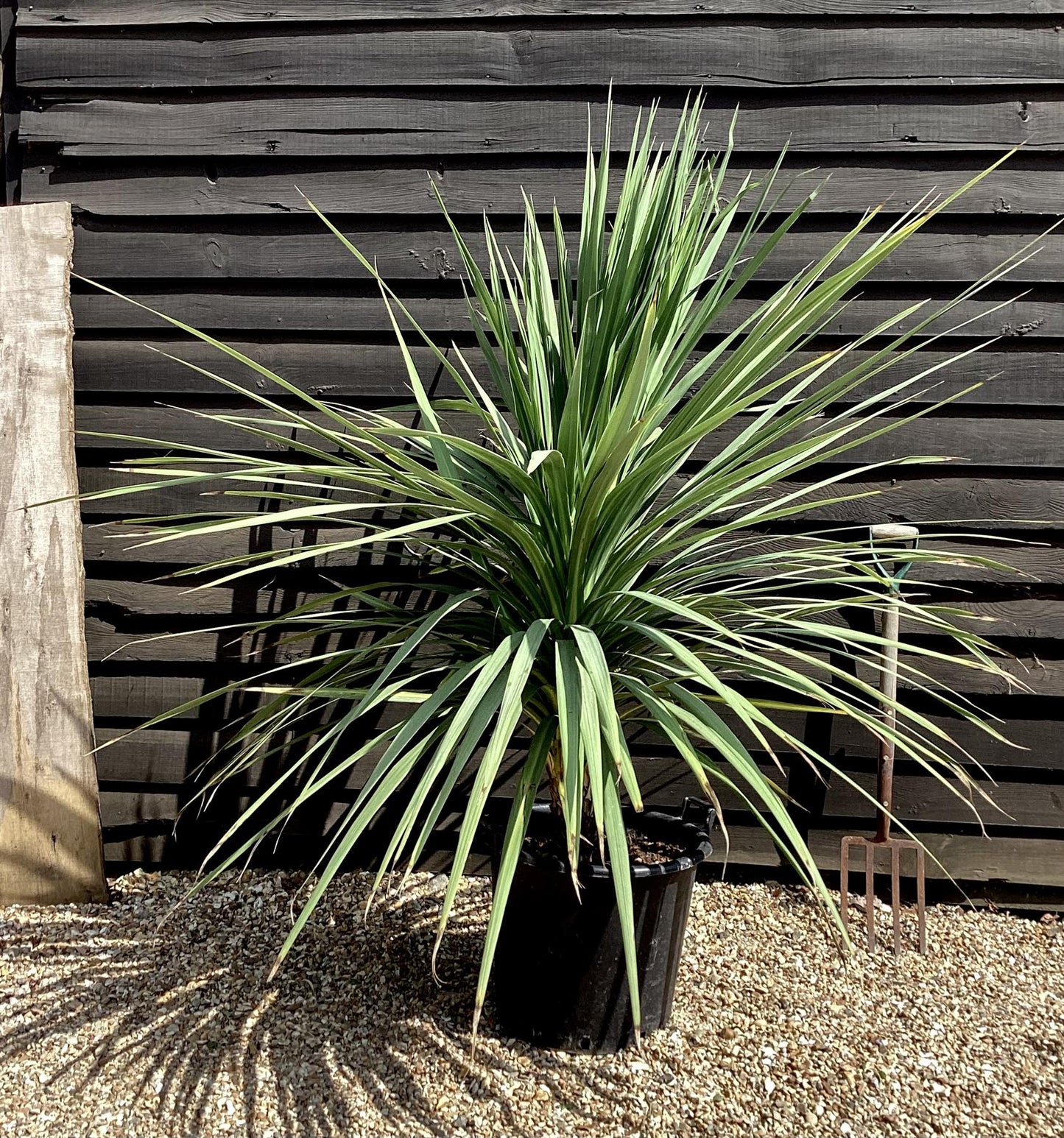 Cordyline australis | New Zealand Cabbage Palm - Stem 20cm - Height 90-110cm - 30lt