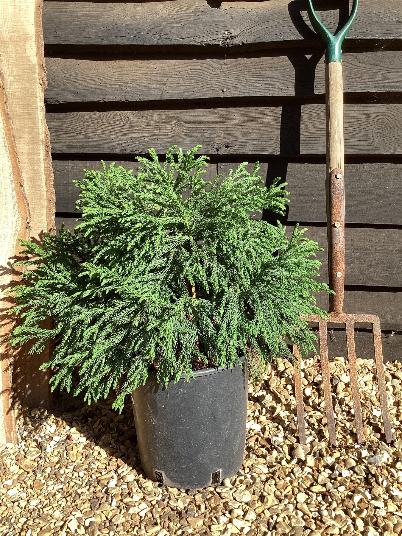 Cryptomeria japonica 'Globosa Nana' |Japanese cedar - 60-80cm, 10lt