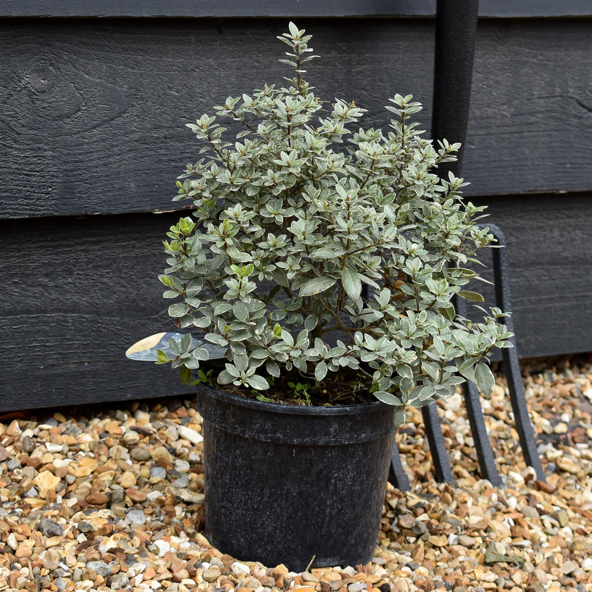 Pittosporum tenuifolium 'Silver Ball' - 2lt