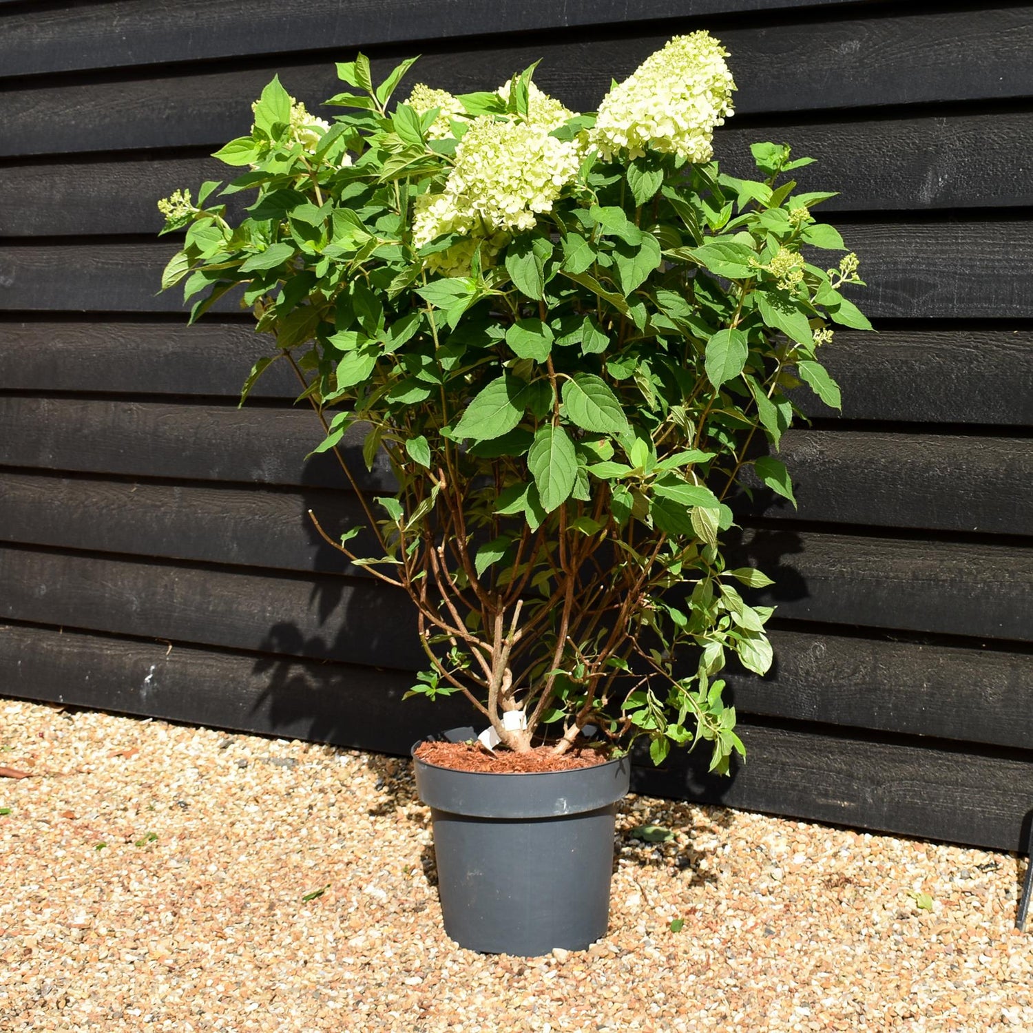 Hydrangea paniculata 'Limelight' - Bushy - Height 50-60cm - 15lt
