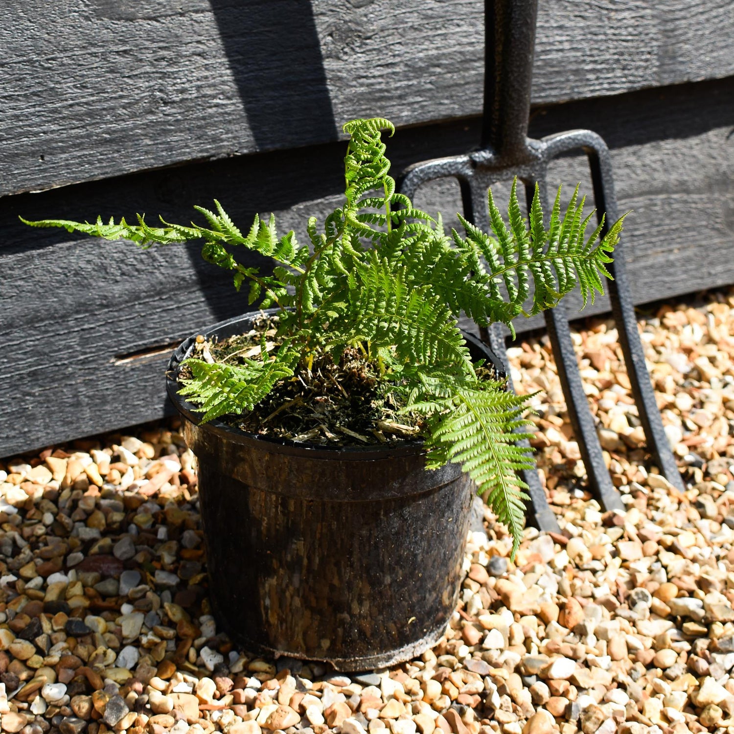 Athyrium filix-femina "Lady in Red" | Lady Fern- 3lt