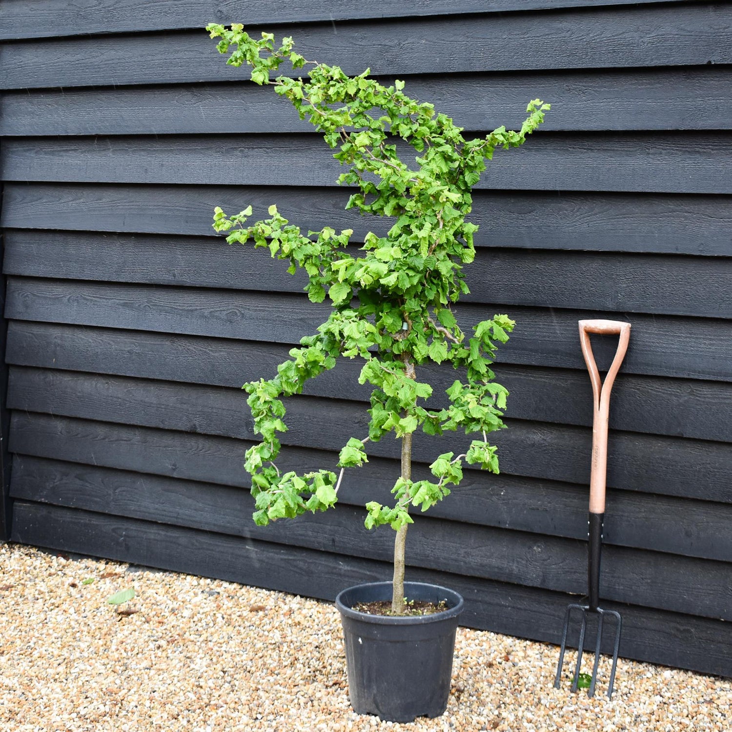 Corylus avellana 'Twister' | Corkscrew Hazel - Quarter Standard - Clear Stem - Height 150-160cm - 18lt