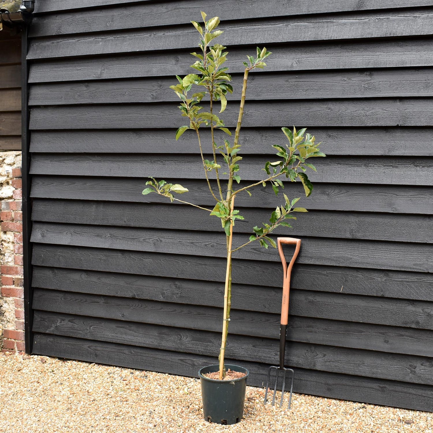 Apple tree 'Scrumptious' | Malus domestica - MM106 - Semi-Dwarfing - 150-160cm - 10lt