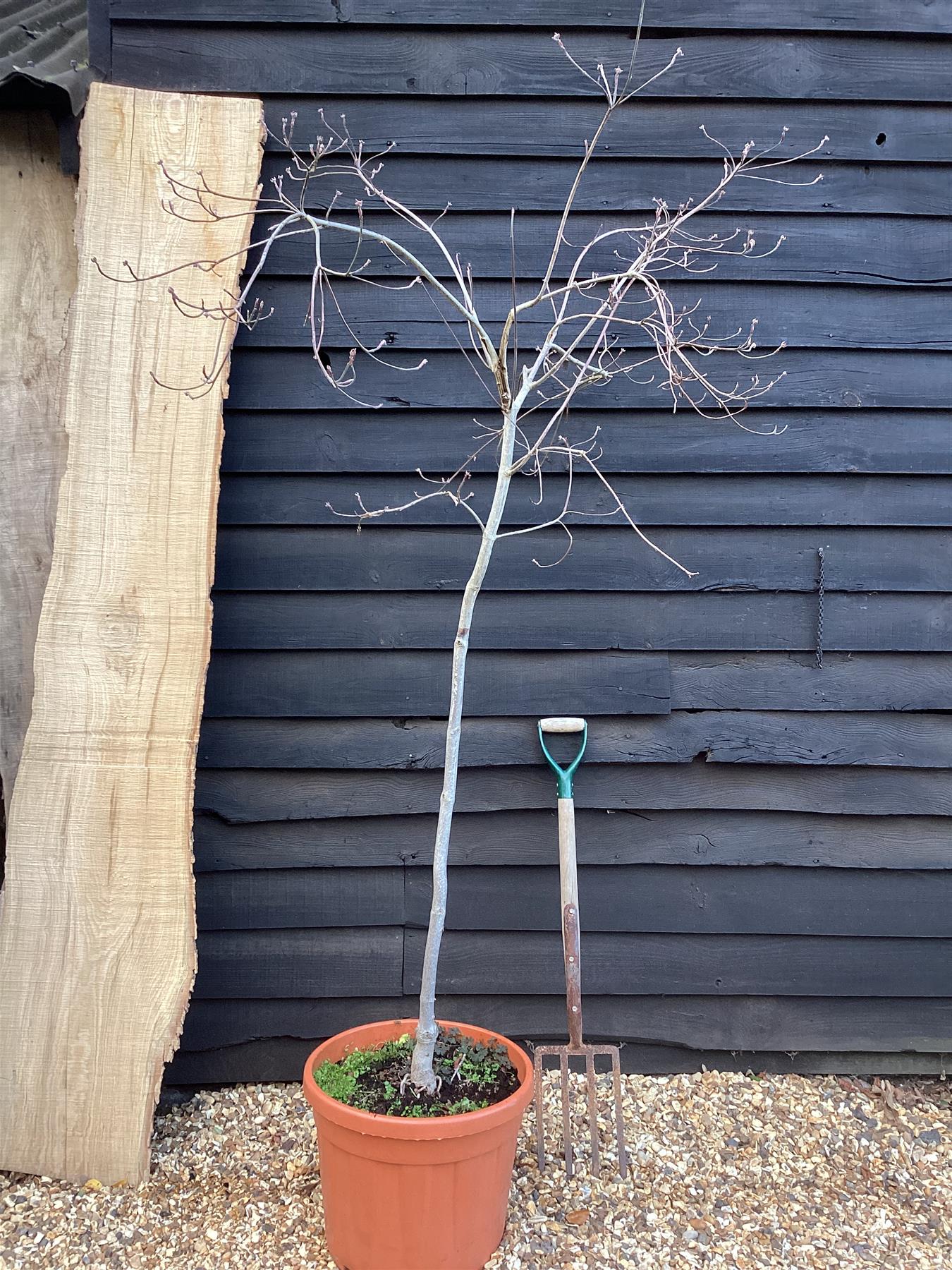 Cornus 'Eddie's White Wonder' | Dogwood 'Eddie's White Wonder' - 180-220cm, 20lt