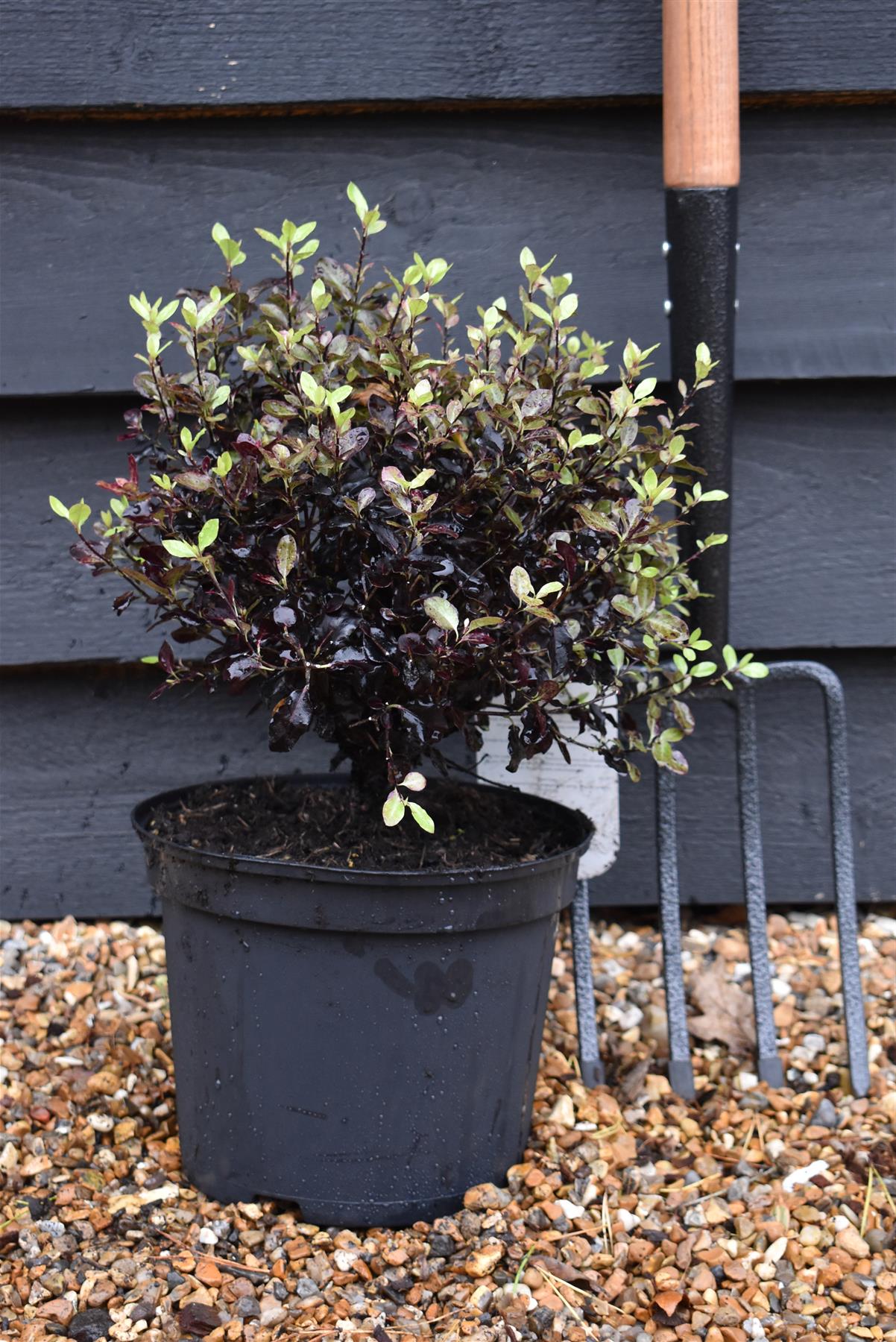 Pittosporum Tom Thumb - 25-35cm - 5lt