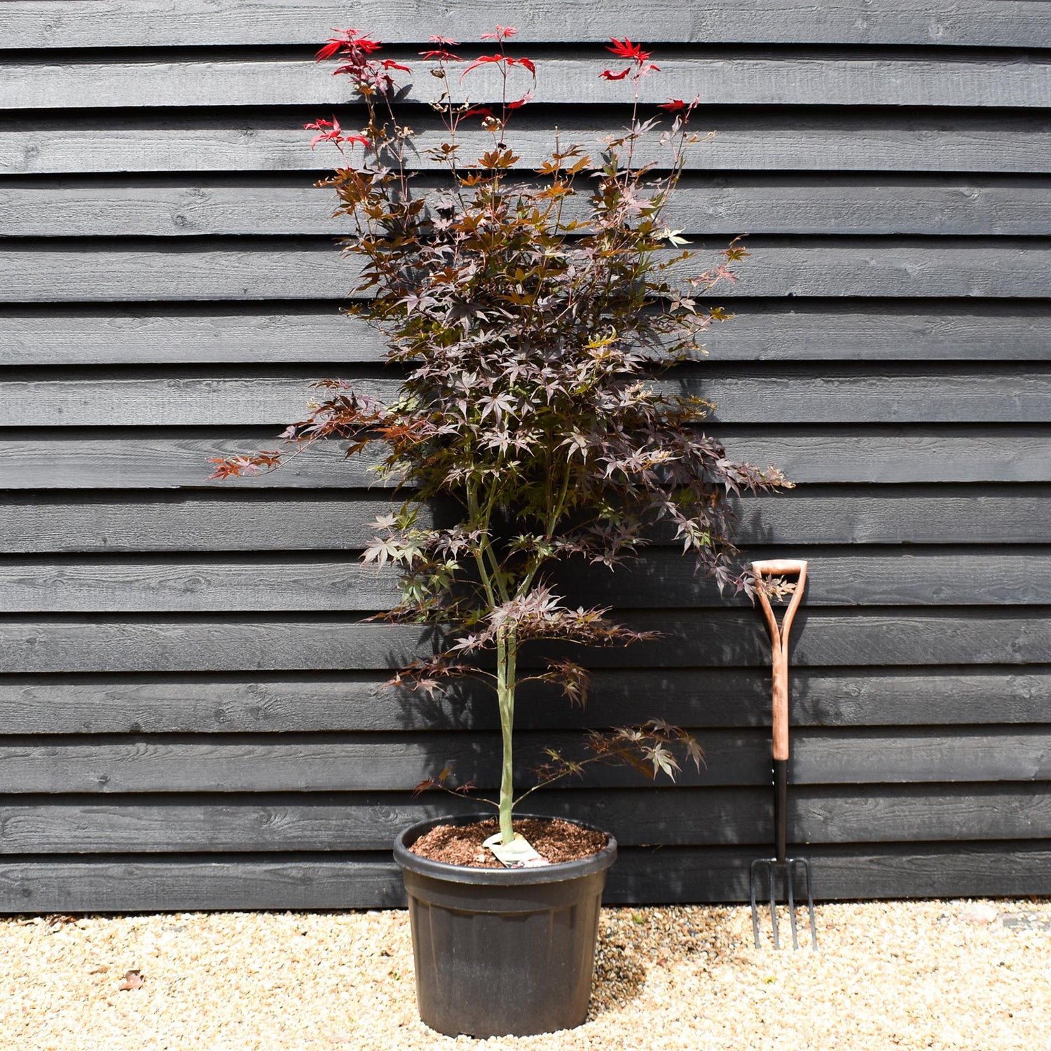 Acer palmatum 'Fireglow' - Height 165-175cm - 55lt