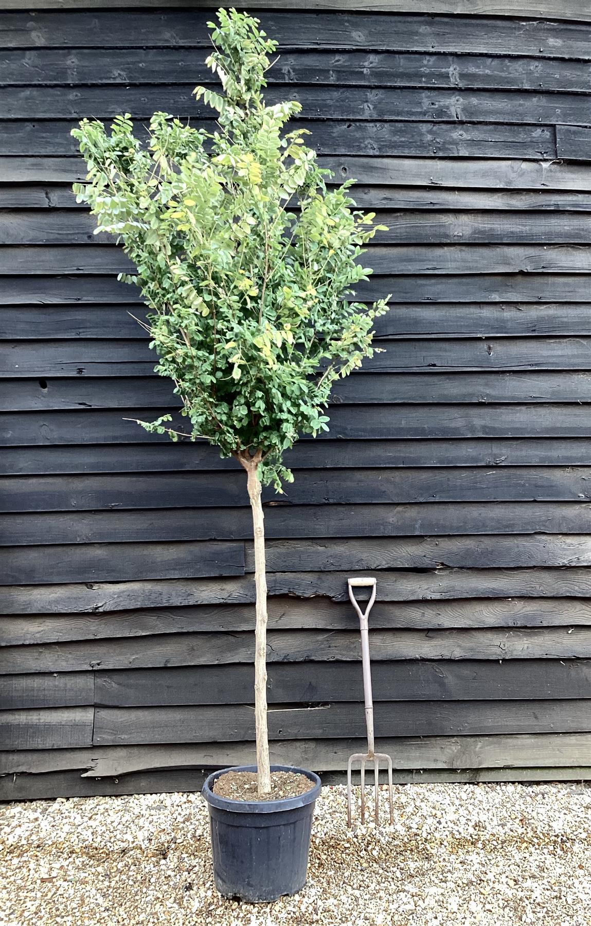 Robinia Pseudoacacia Umbraculifera 225-260cm - 12cm - Clear Stem - 25lt