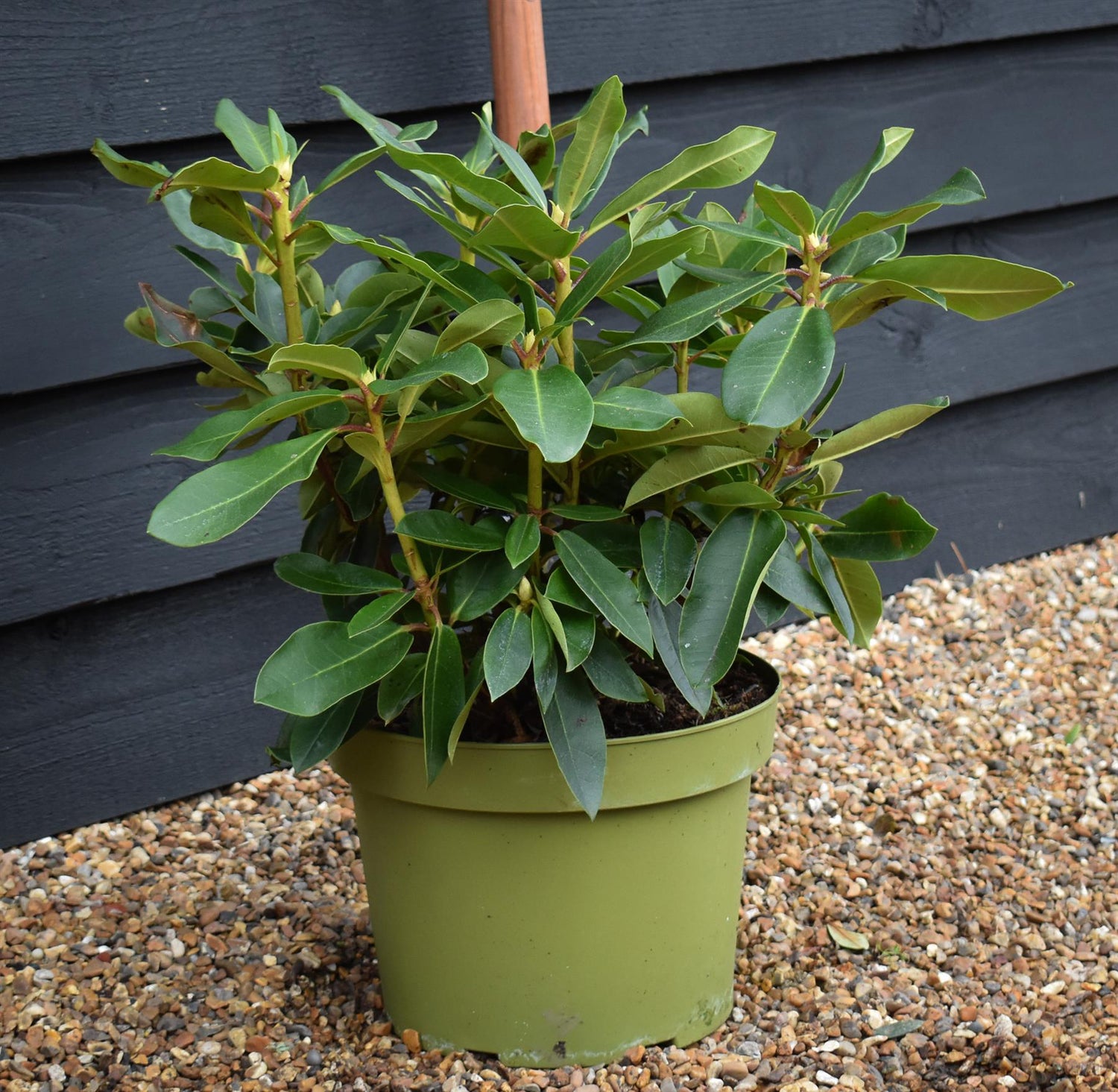 Rhododendron 'Markeeta's Prize' - Shrub - Height 40-50cm - 10lt