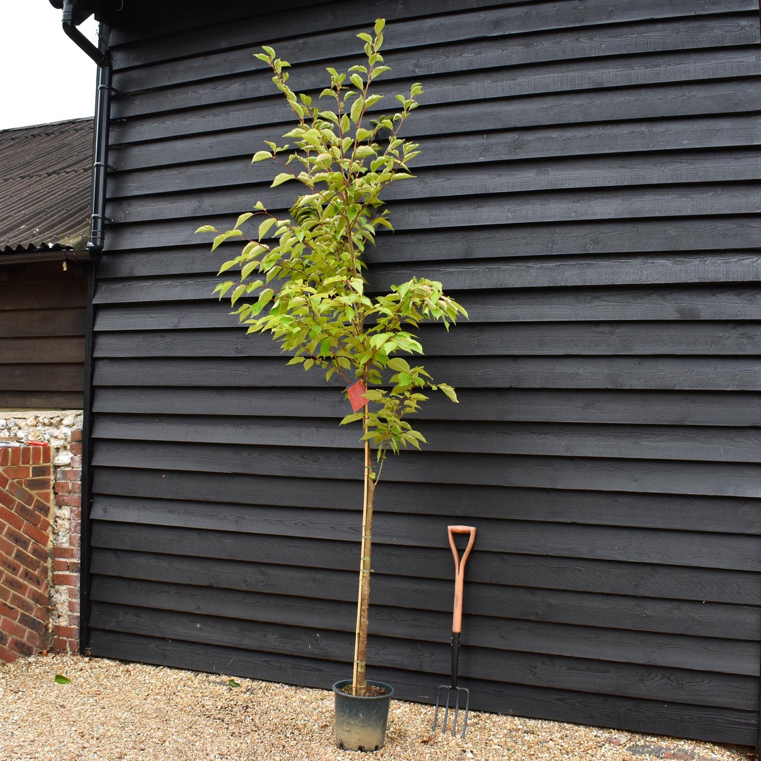 Prunus Jacqueline | Flowering Cherry - 180-220cm - 12lt