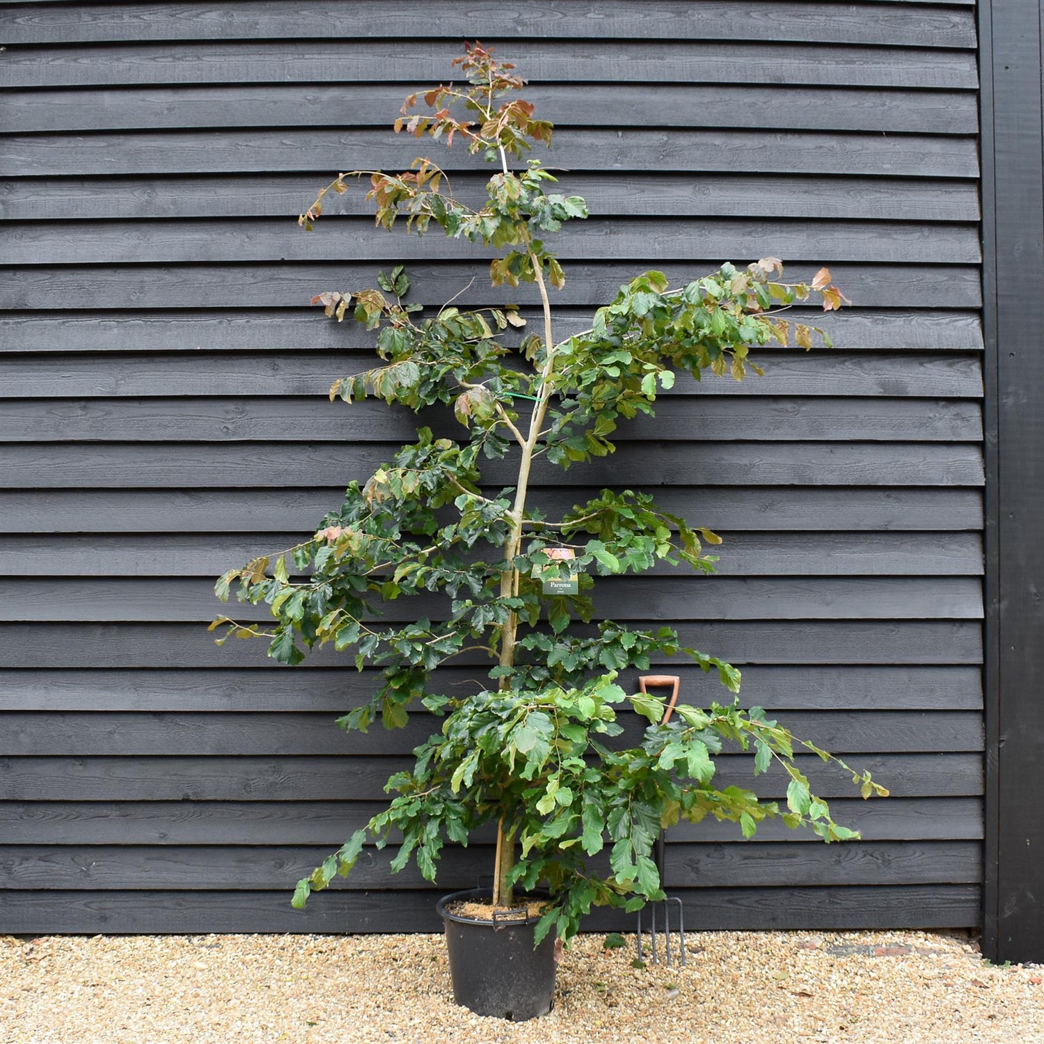 Parrotia persica | Iron Tree - Height 200-250cm - 30lt