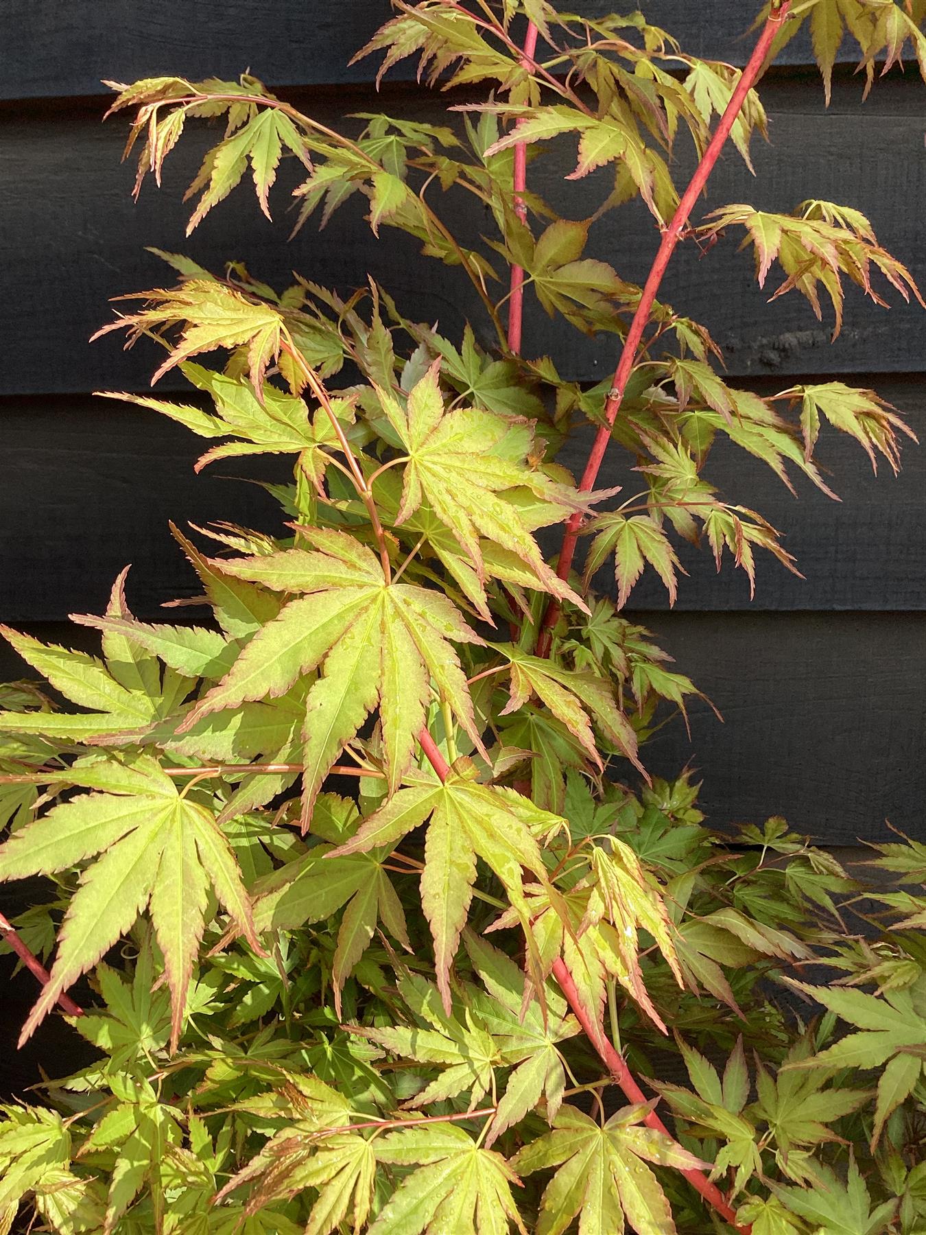Acer palmatum 'Sango-kaku' | Red Bark Maple - 150-170cm - 15lt