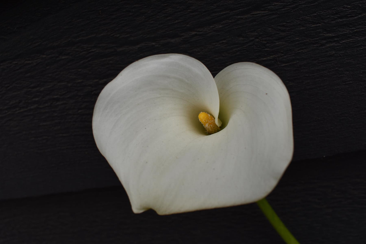 Zantedeschia aethiopica -| Arum Lily - 2lt