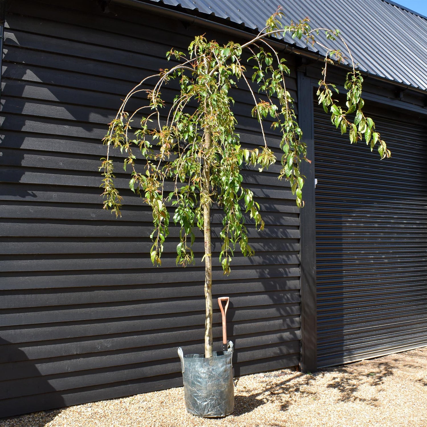 Prunus 'Kiku-shidare-zakura' | Japanese Weeping Cherry - Girth 16-18cm - Height 300-350cm - 70lt