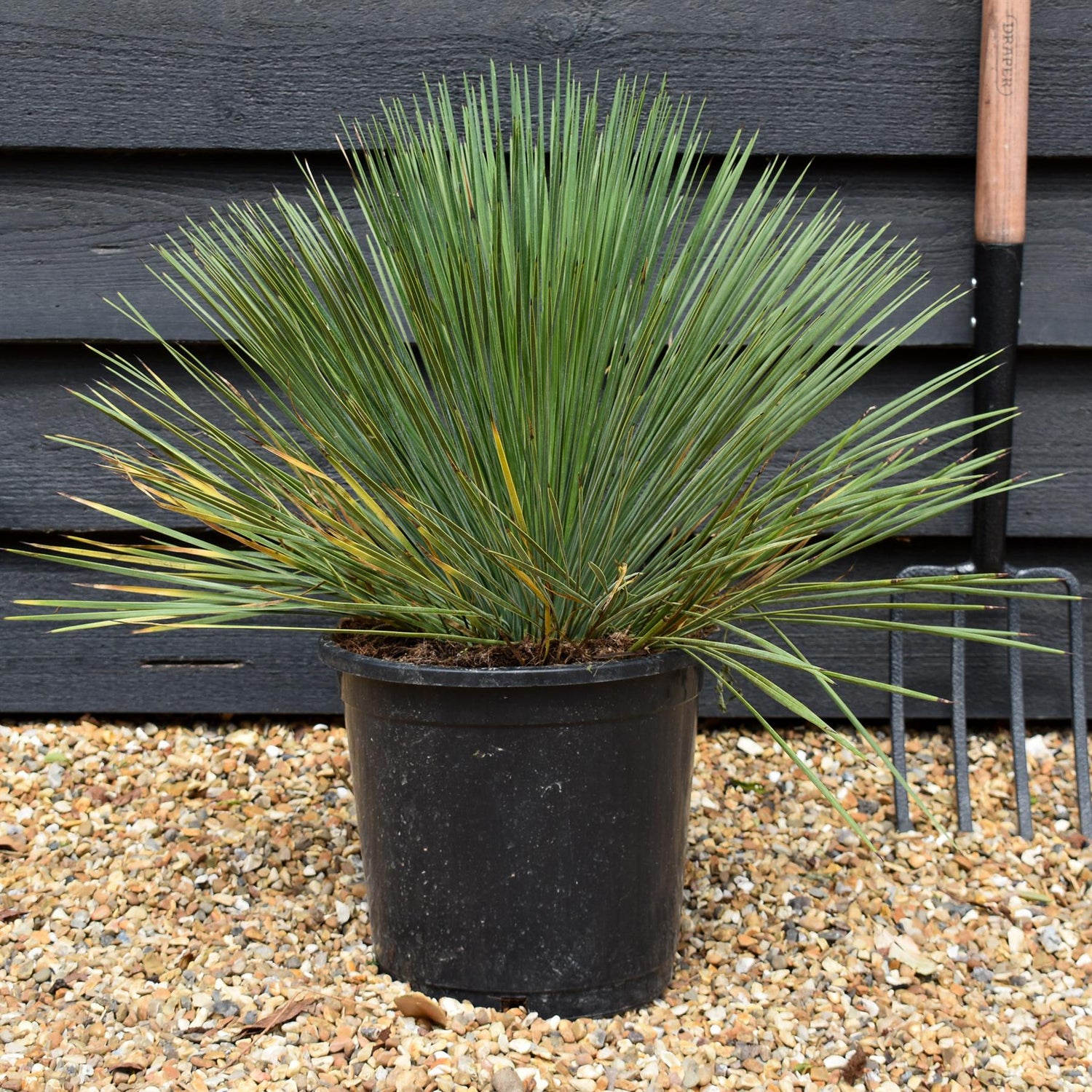 Yucca filamentosa 'Linearifolia' - Height 40cm - 10lt