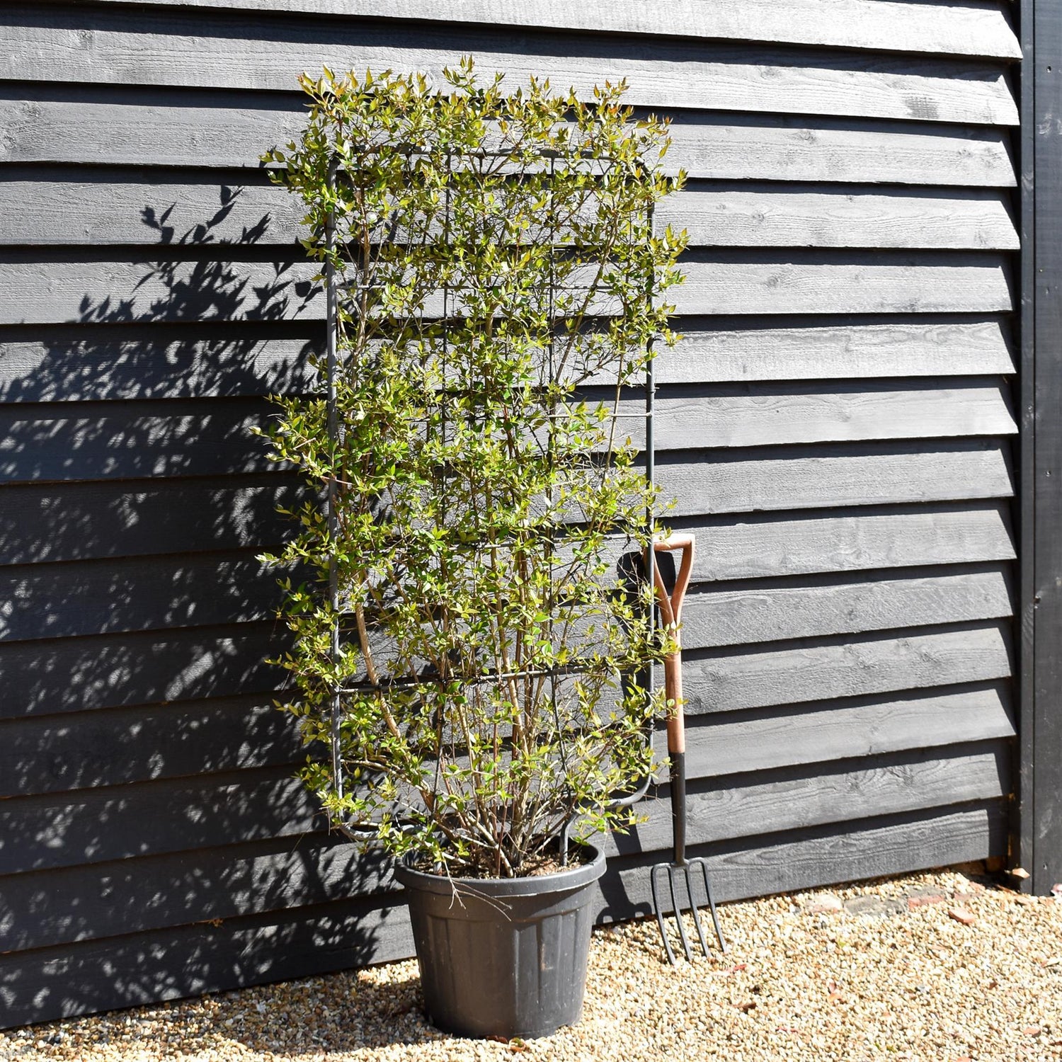 Abelia Grandiflora | Glossy Abelia - Frame 75cm x 130cm - Height 150cm - 35lt