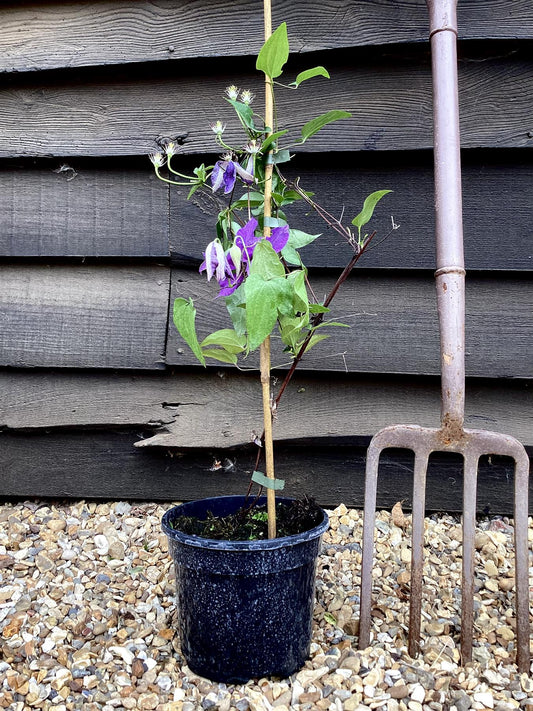 Clematis 'The President' - 60-70cm - 3lt