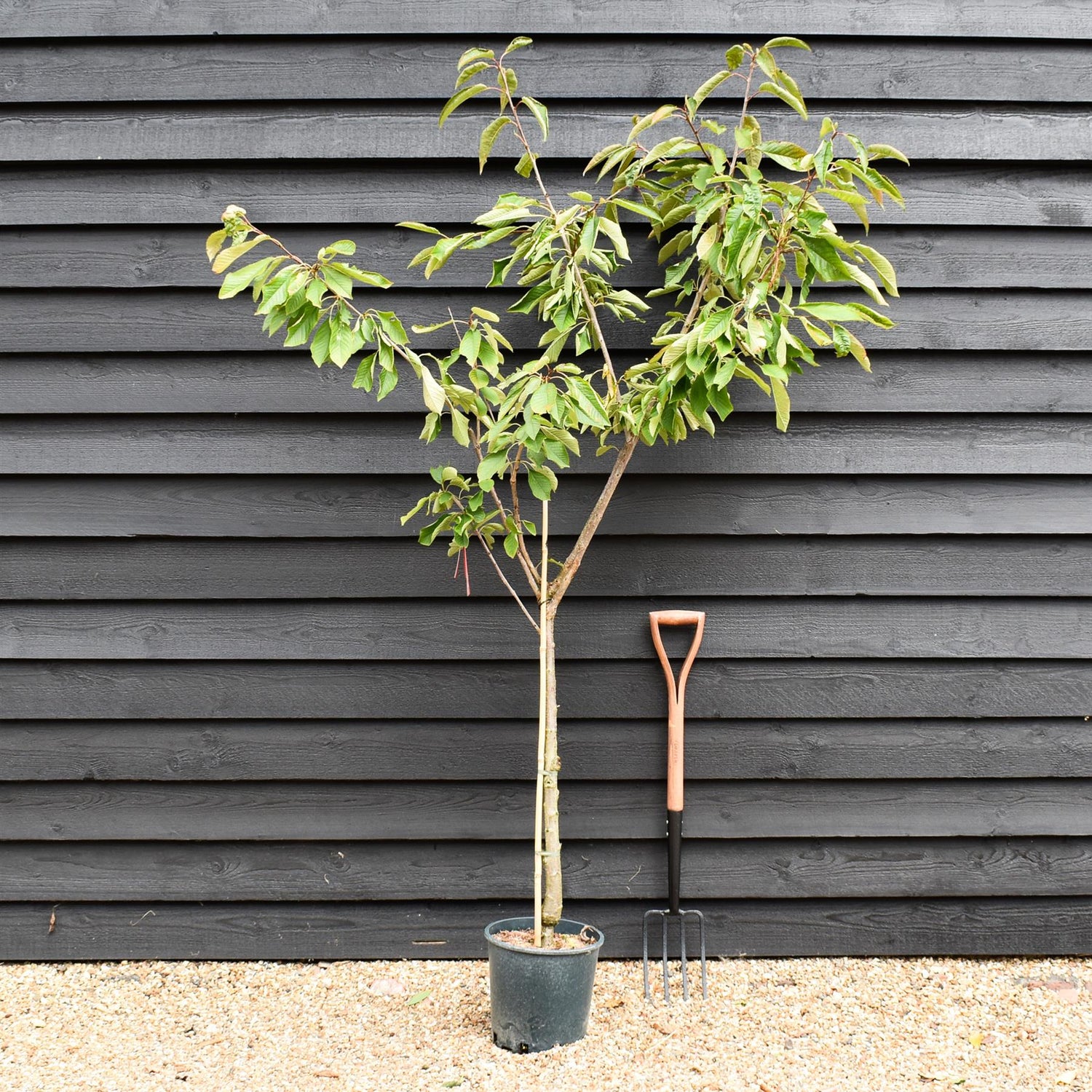Cherry 'Summer Sun' on Colt | Prunus avium - Semi-Dwarfing - 160-170cm - 12lt