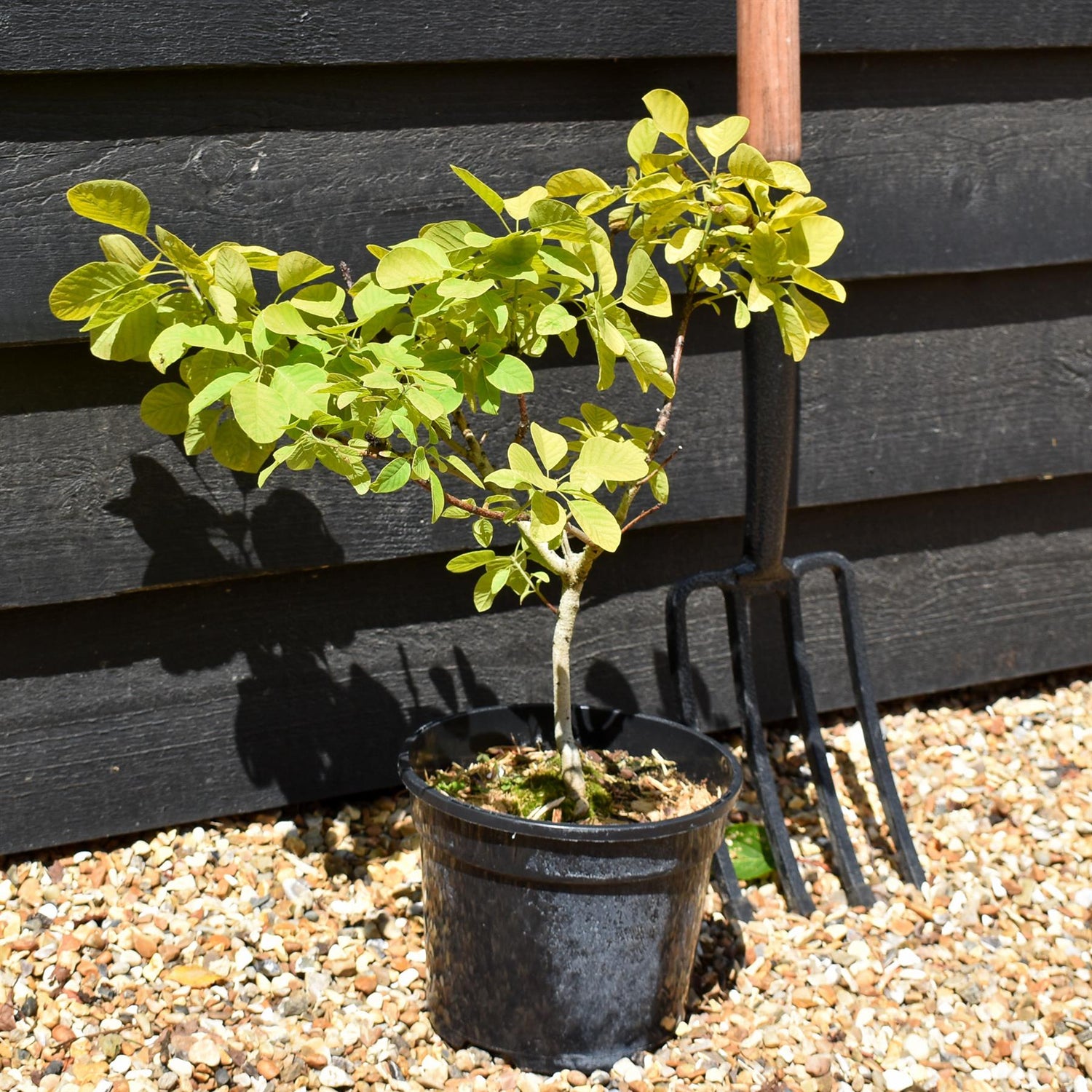 Cotinus coggygria 'Golden Spirit' -'3lt