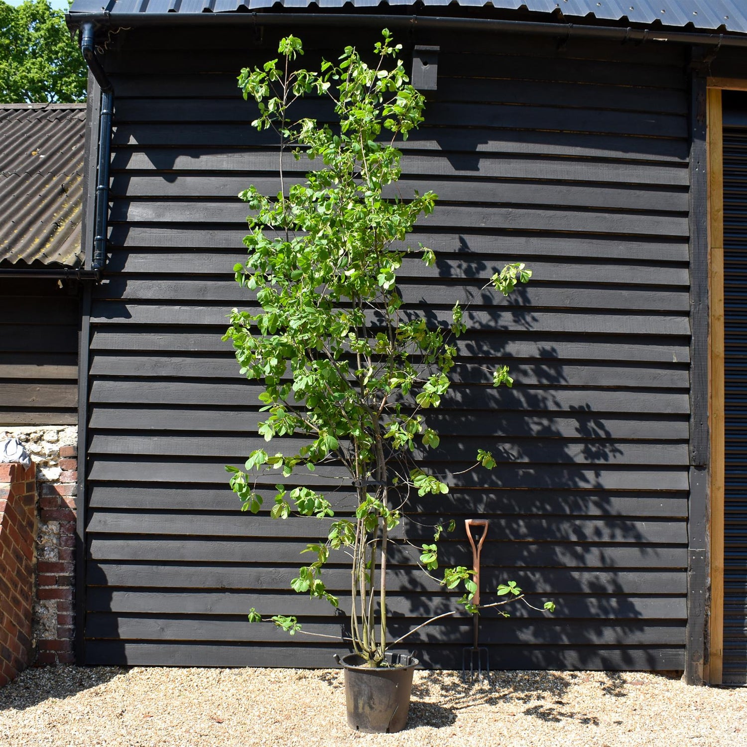 Frangula Alnus - Alder Buckthorn - MultiStem - Height 250-300cm - 30lt