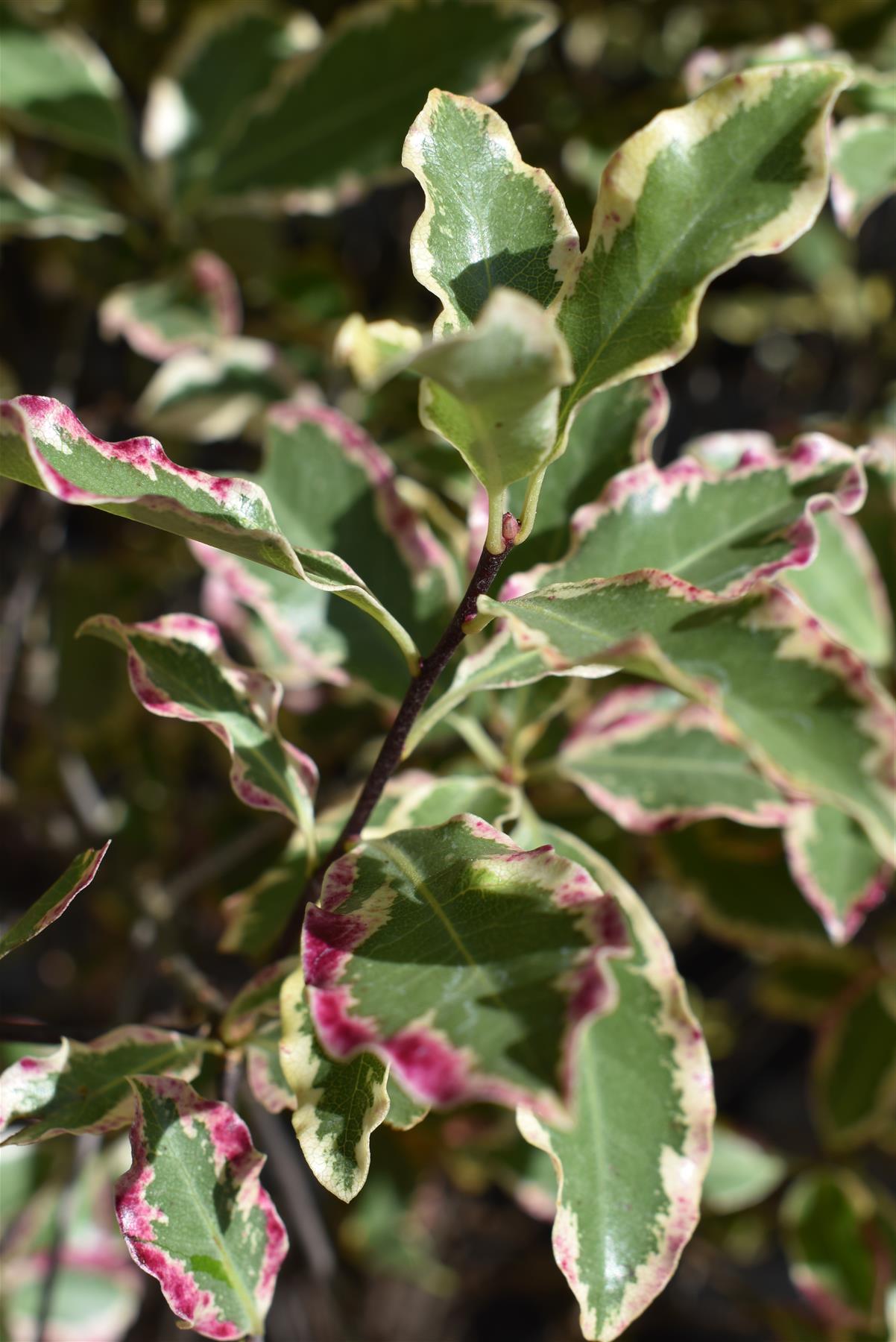 Pittosporum tenuifolium 'Elizabeth' - Parachute - 140-160cm - 20lt